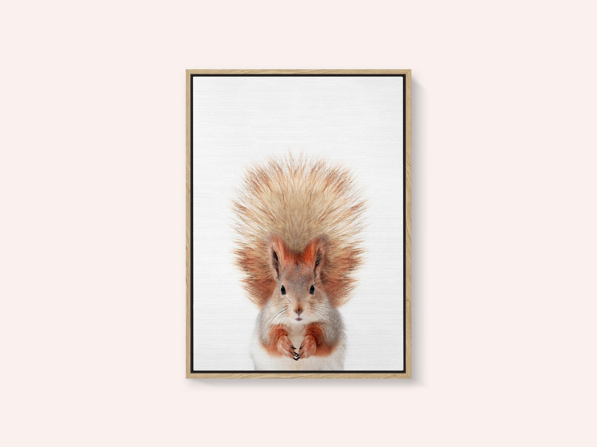 Baby Squirel