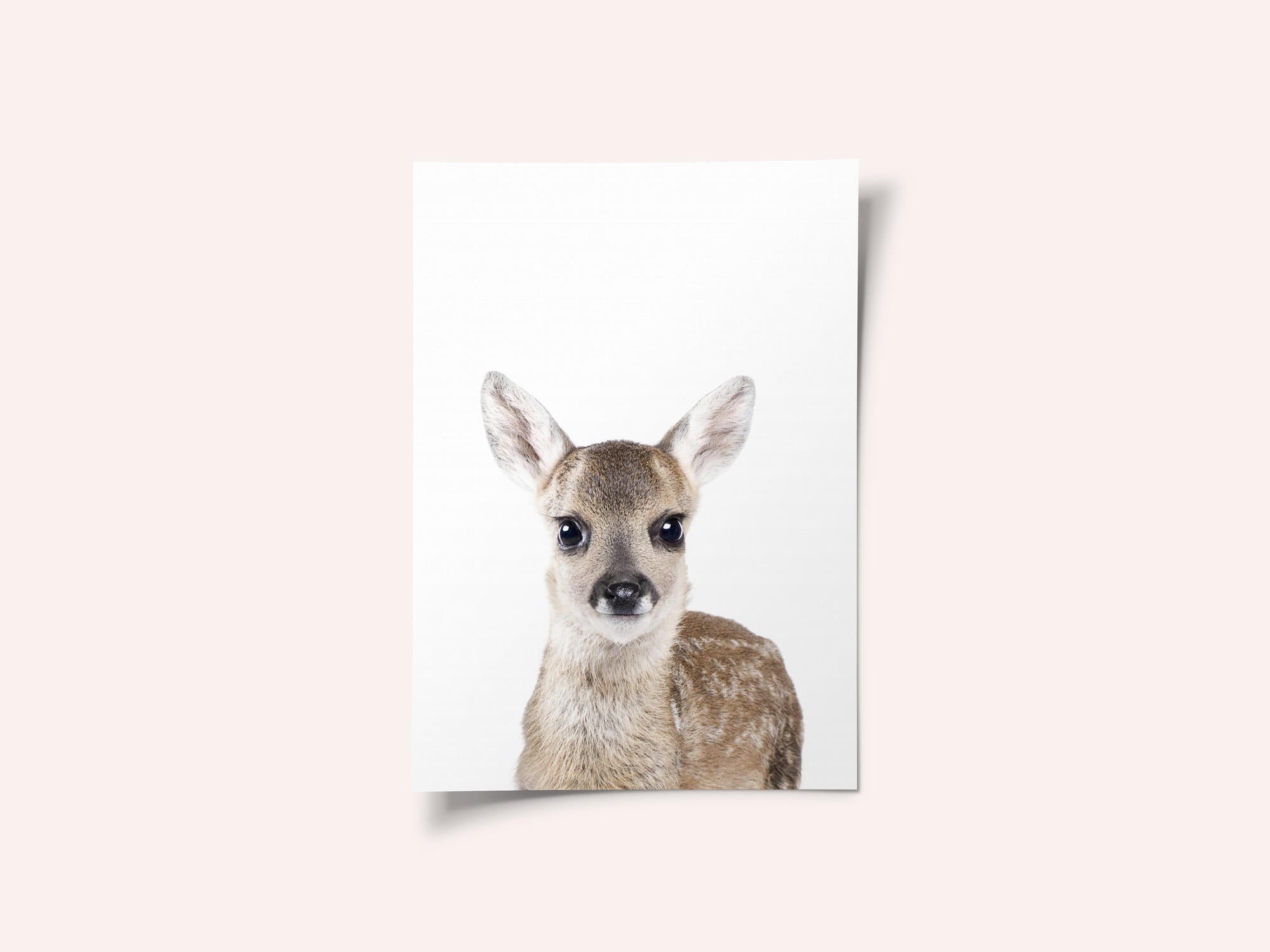 Baby Deer