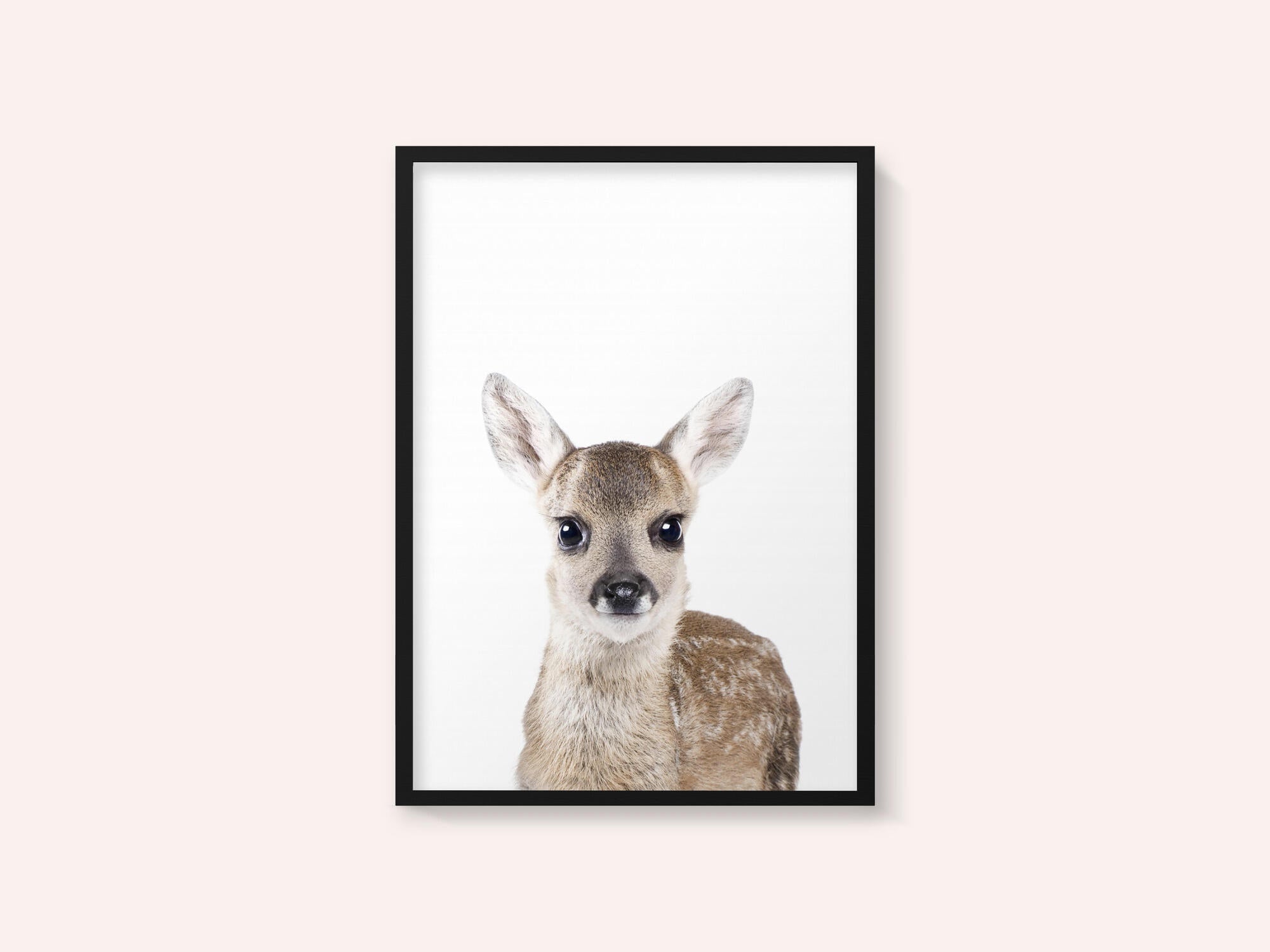 Baby Deer