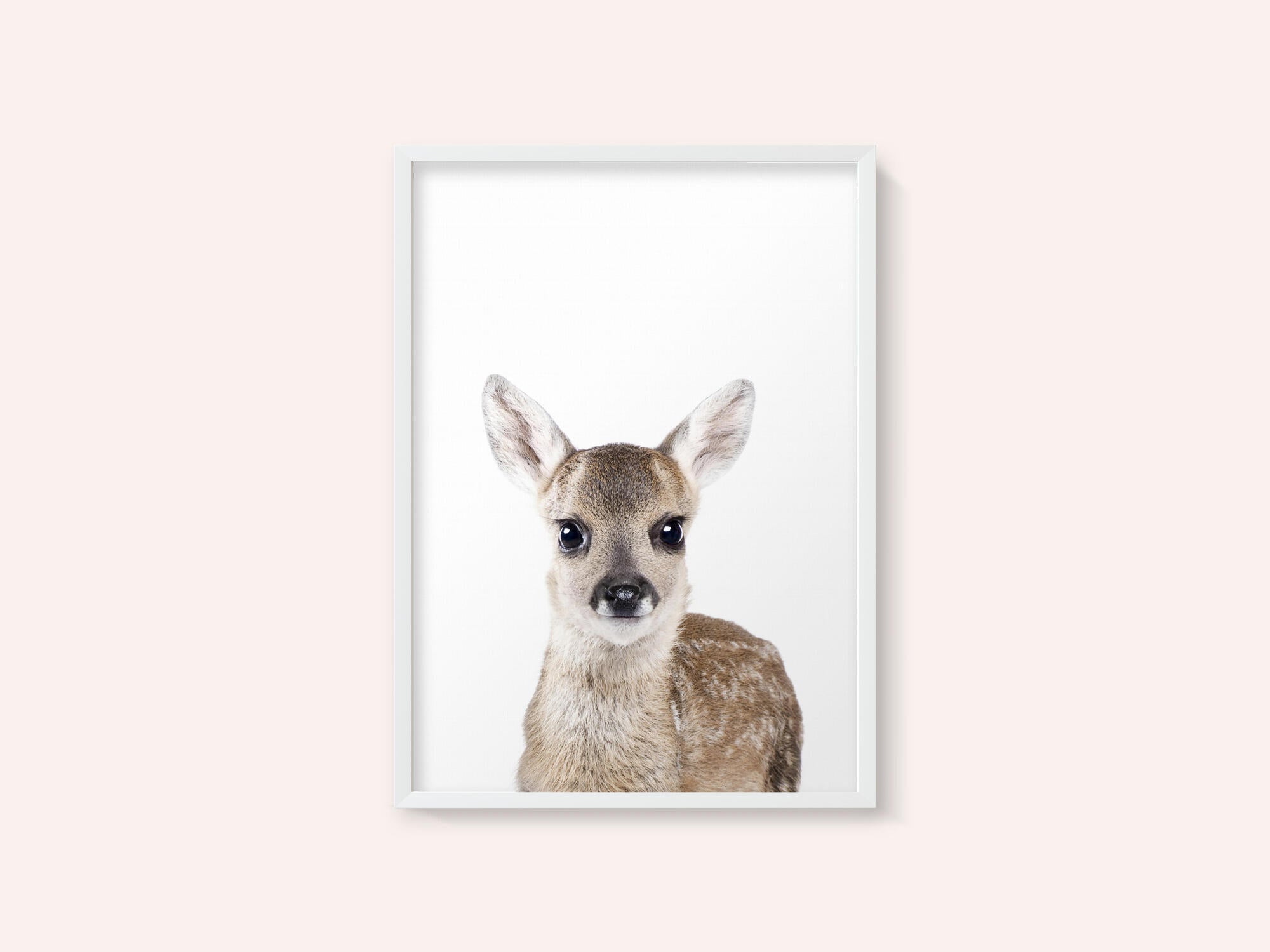 Baby Deer