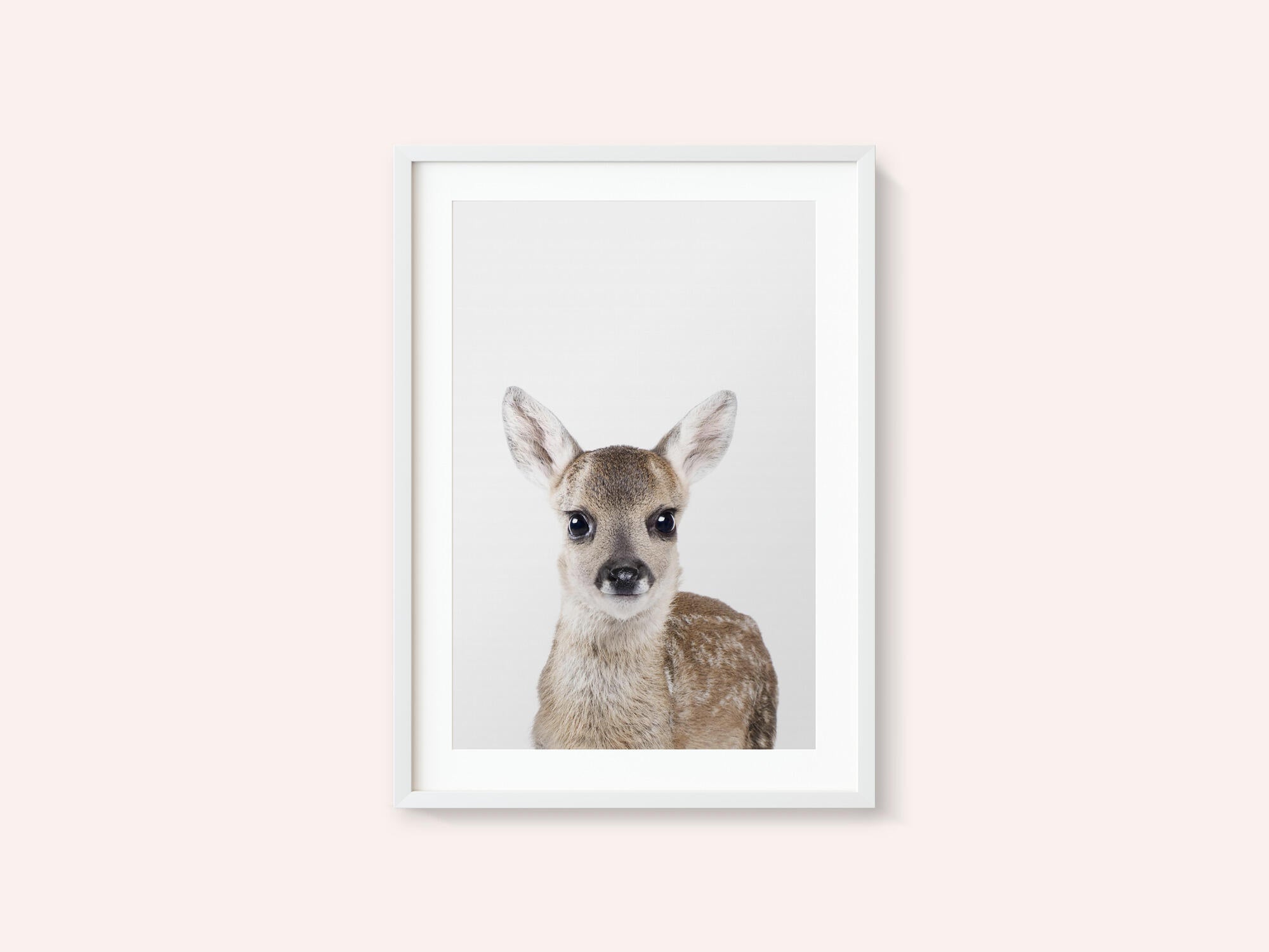 Baby Deer