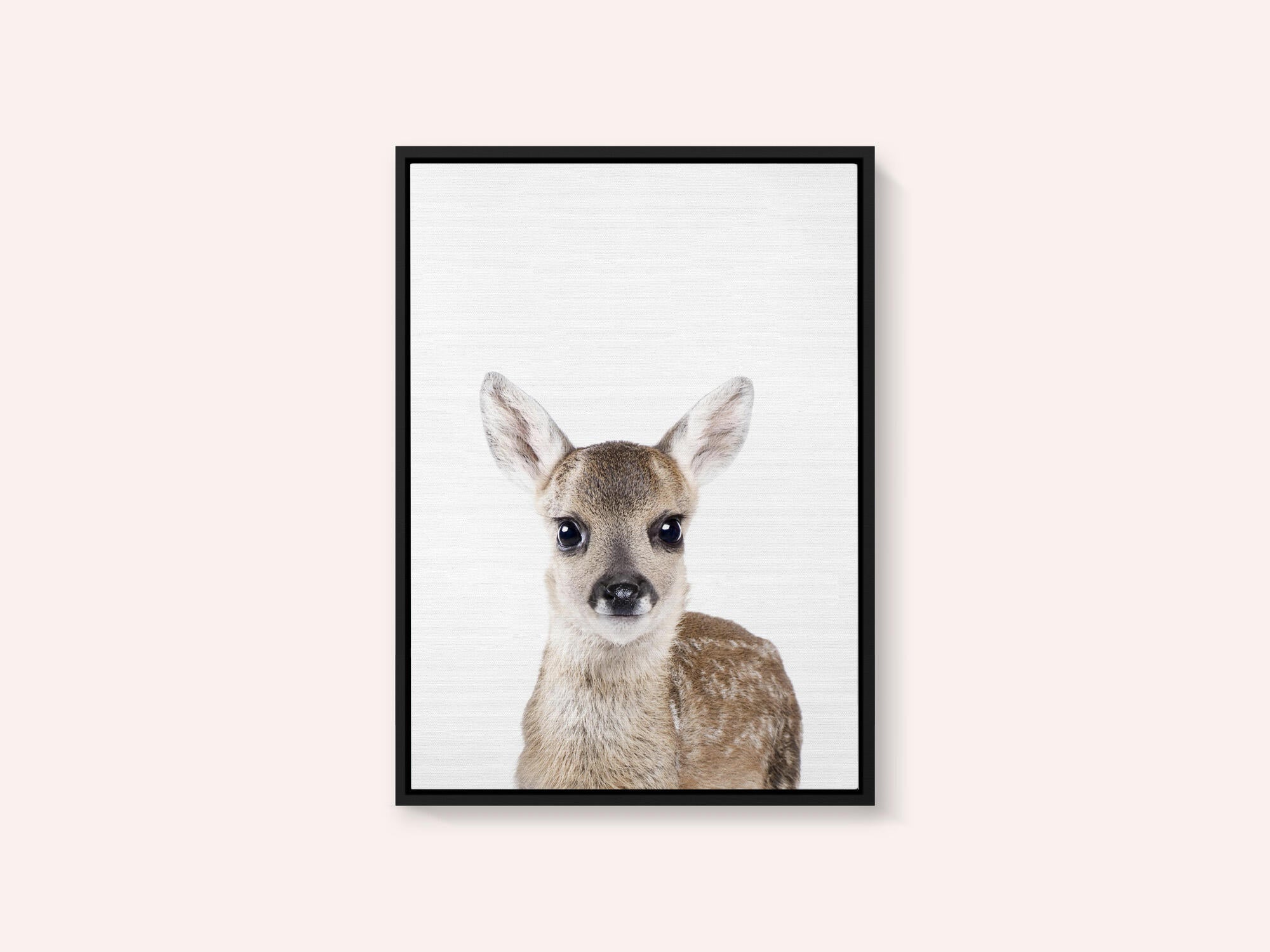 Baby Deer
