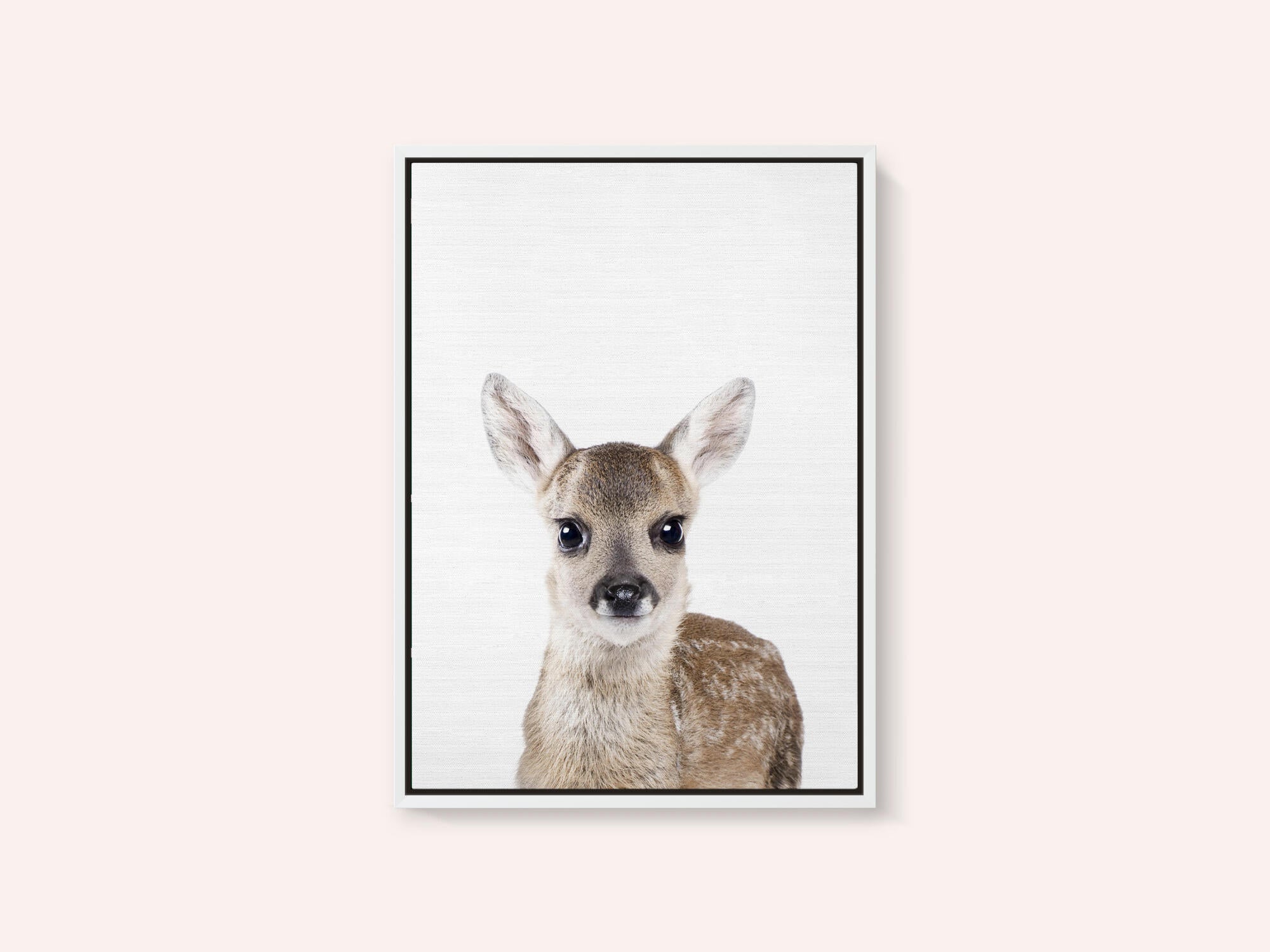 Baby Deer