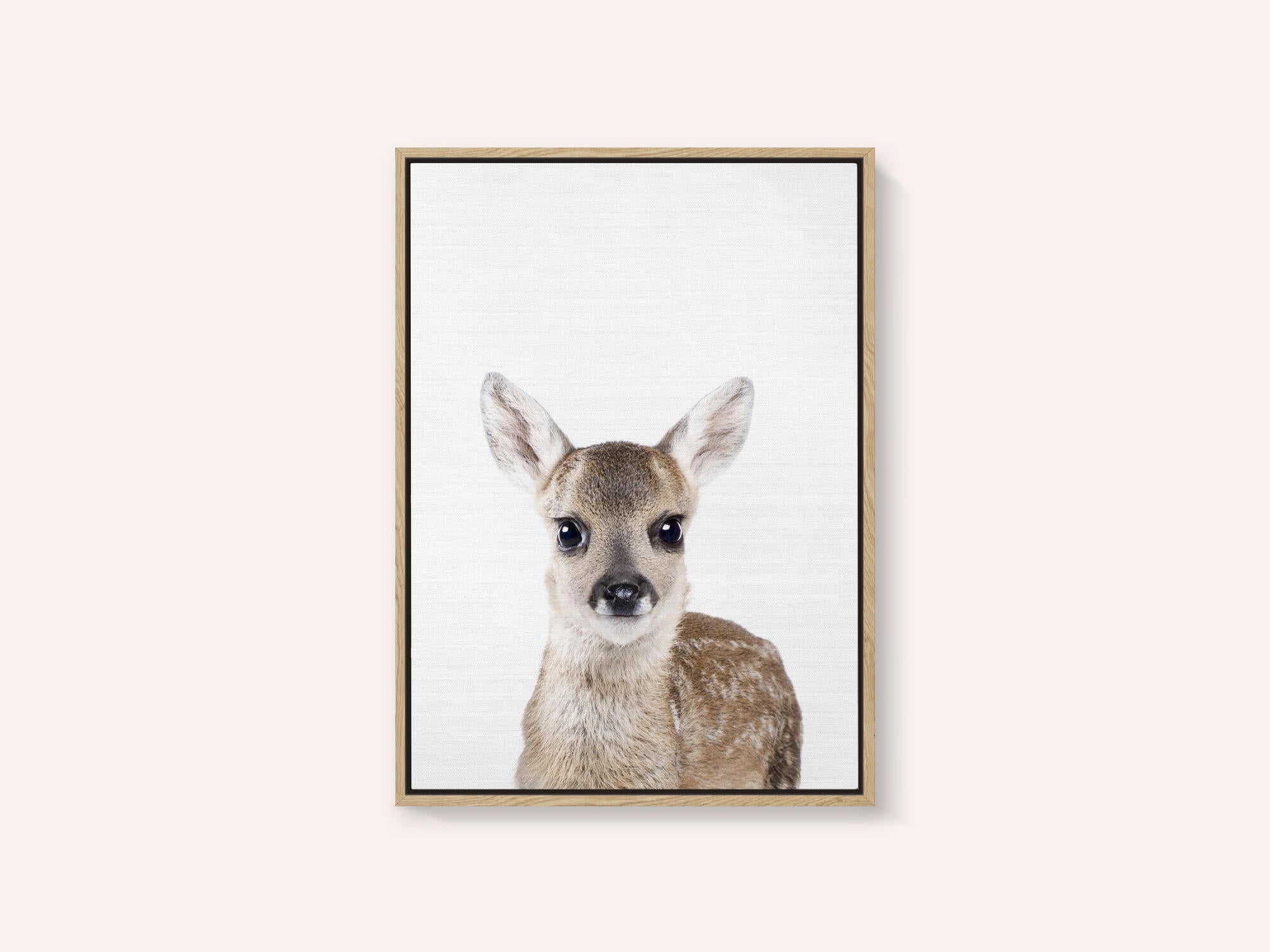 Baby Deer