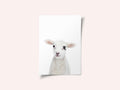 Baby Lamb