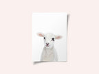 Baby Lamb