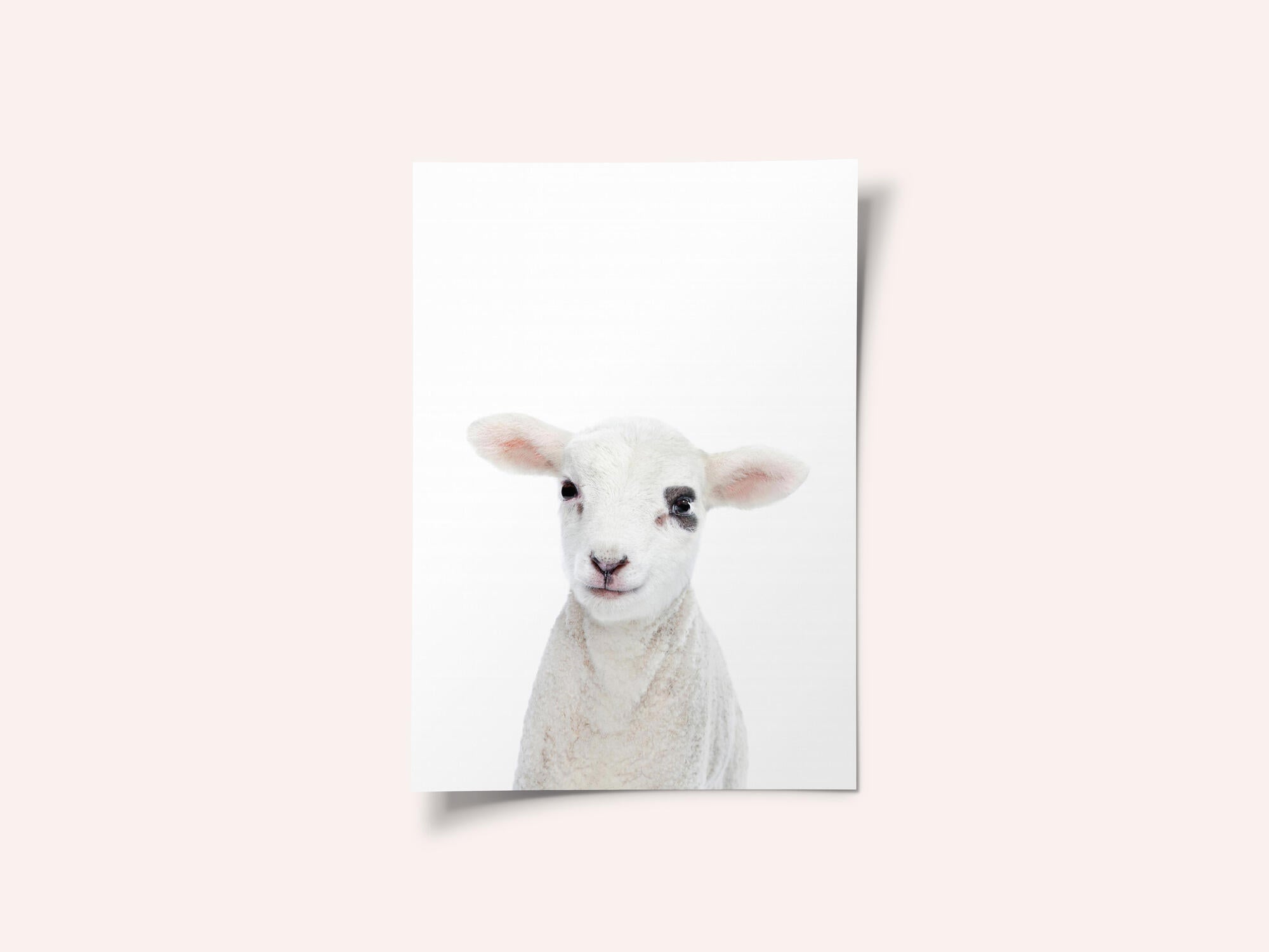 Baby Lamb