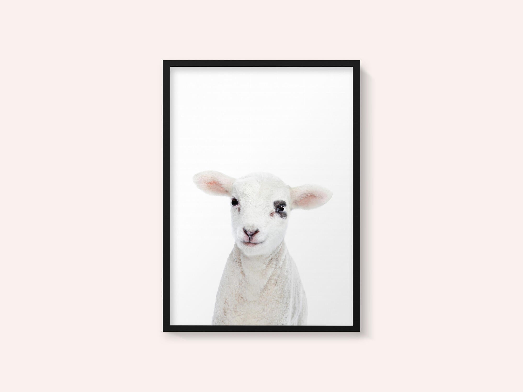Baby Lamb