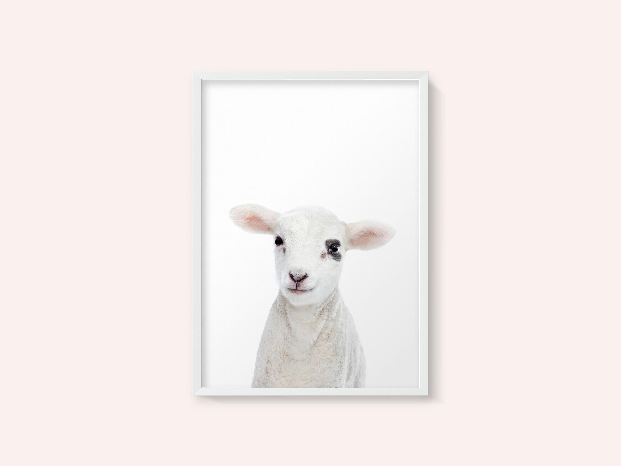 Baby Lamb