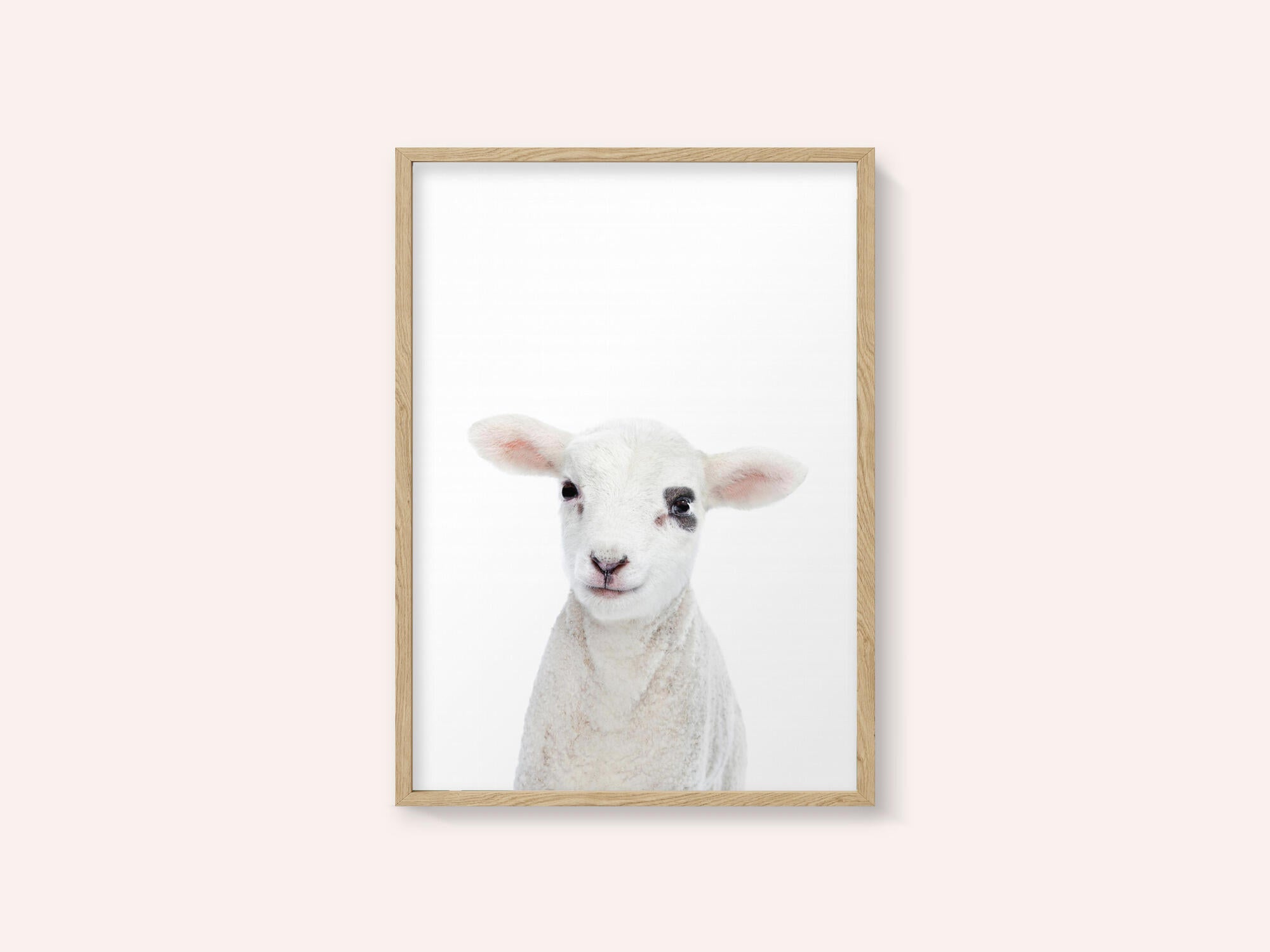 Baby Lamb