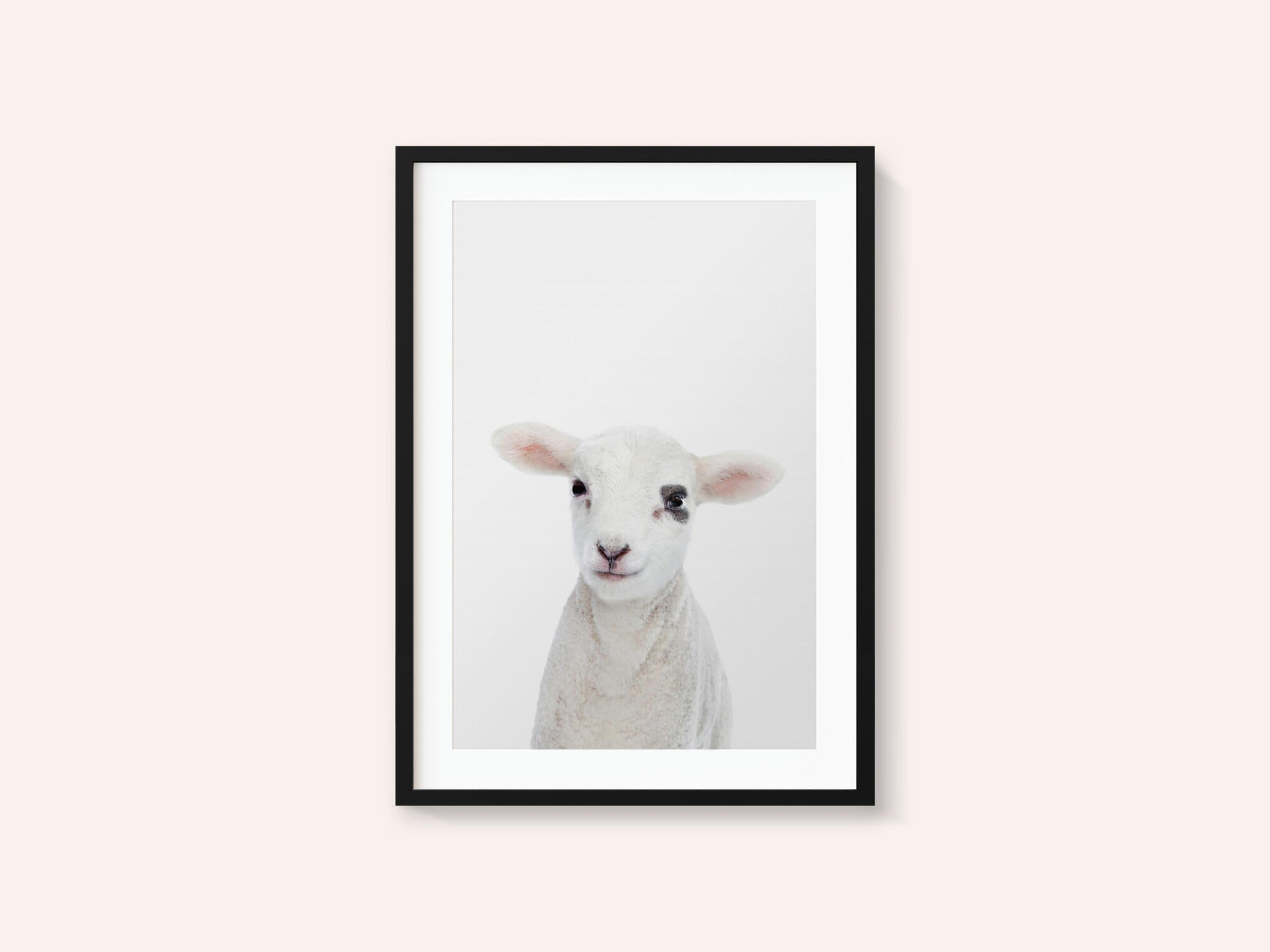 Baby Lamb