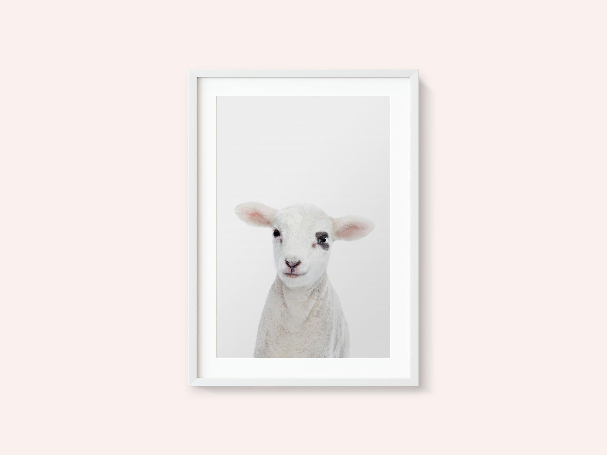 Baby Lamb