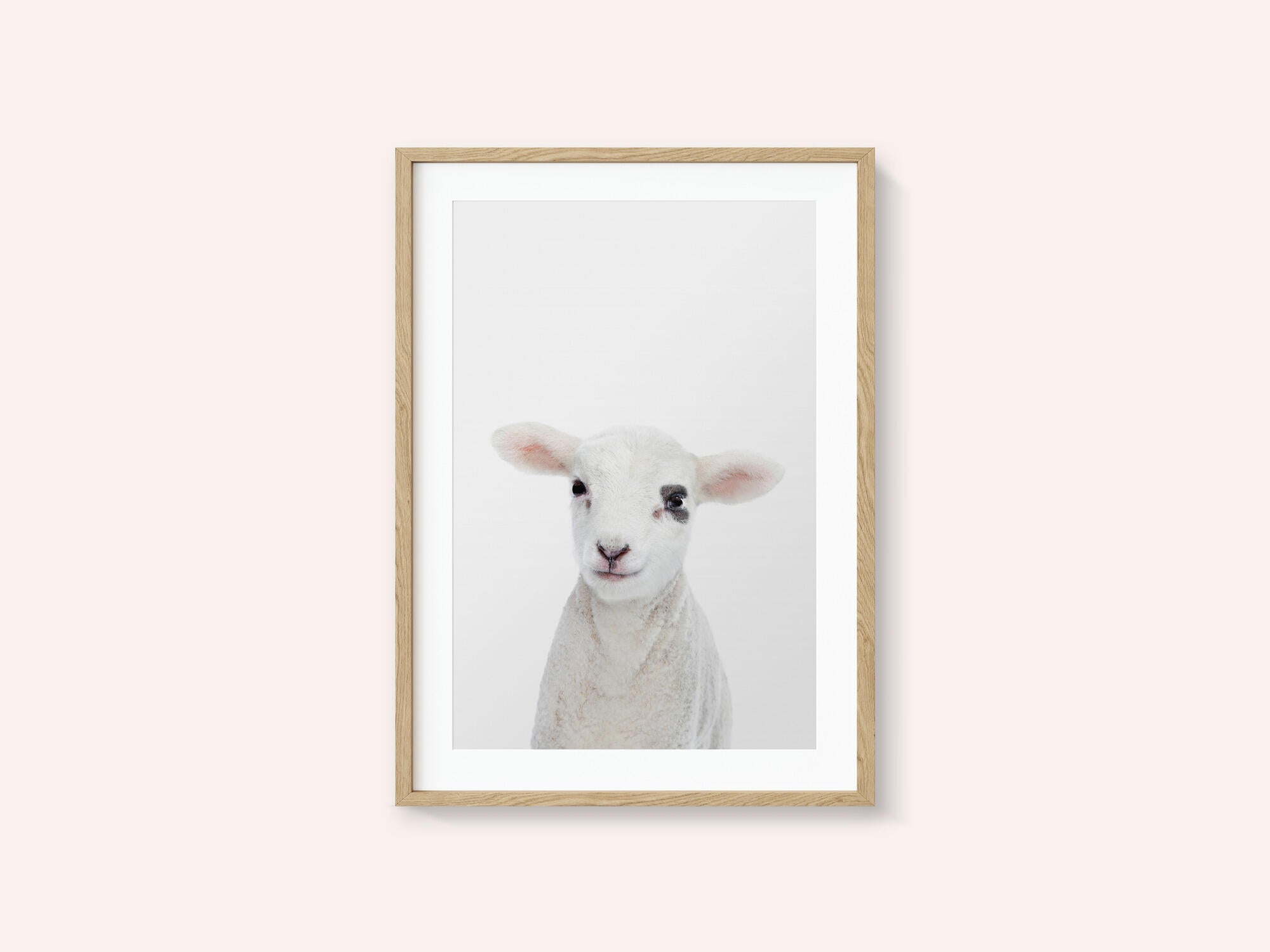Baby Lamb