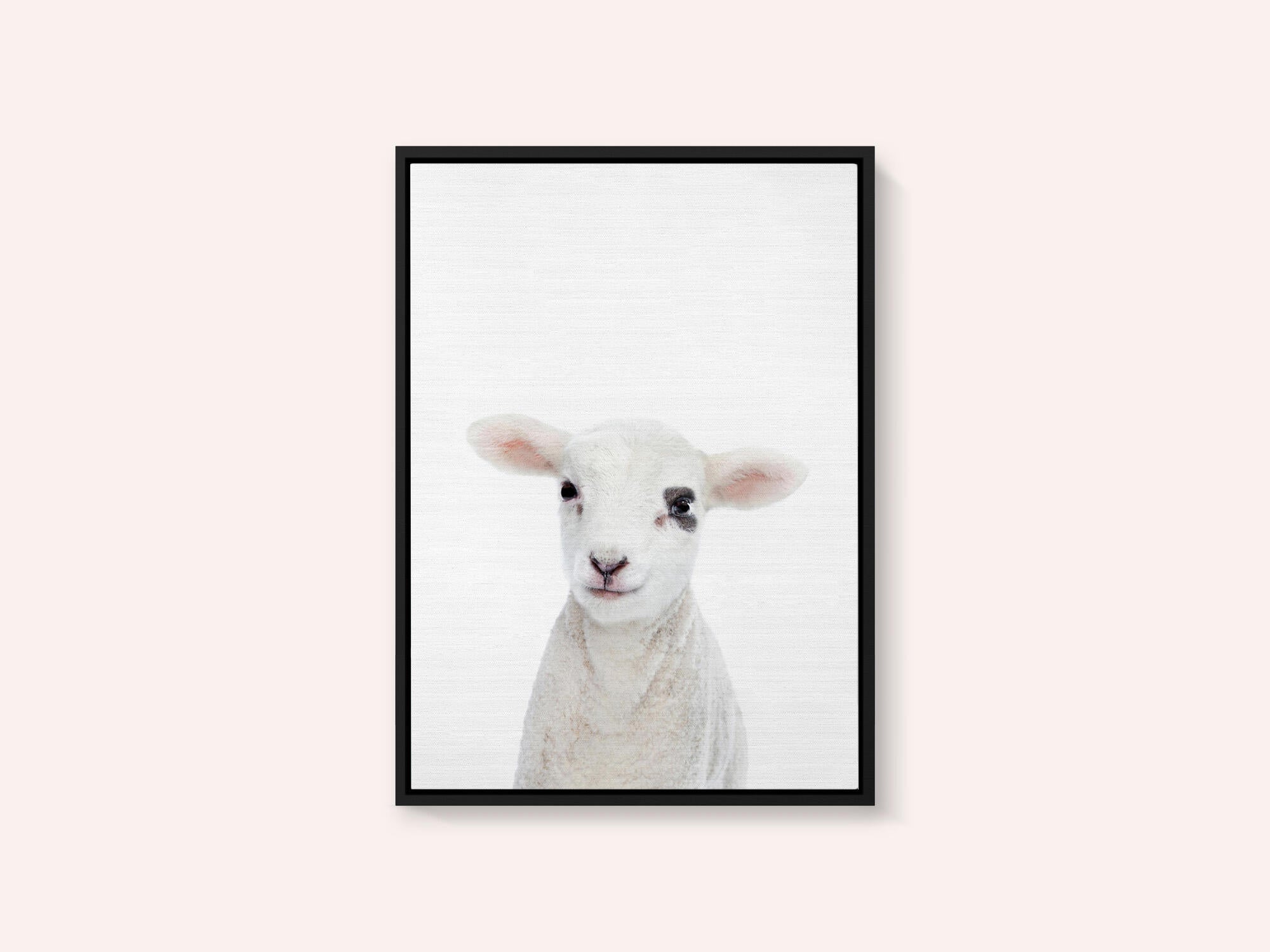 Baby Lamb