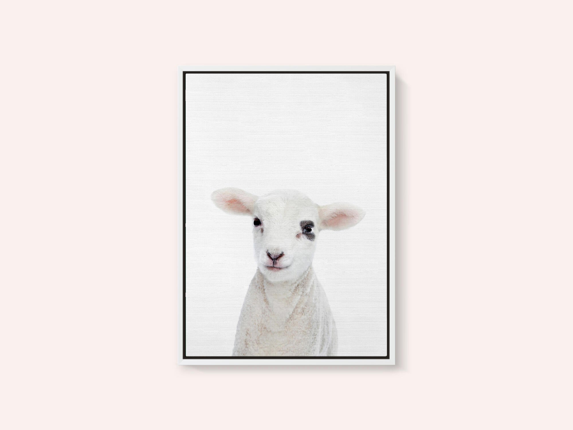 Baby Lamb