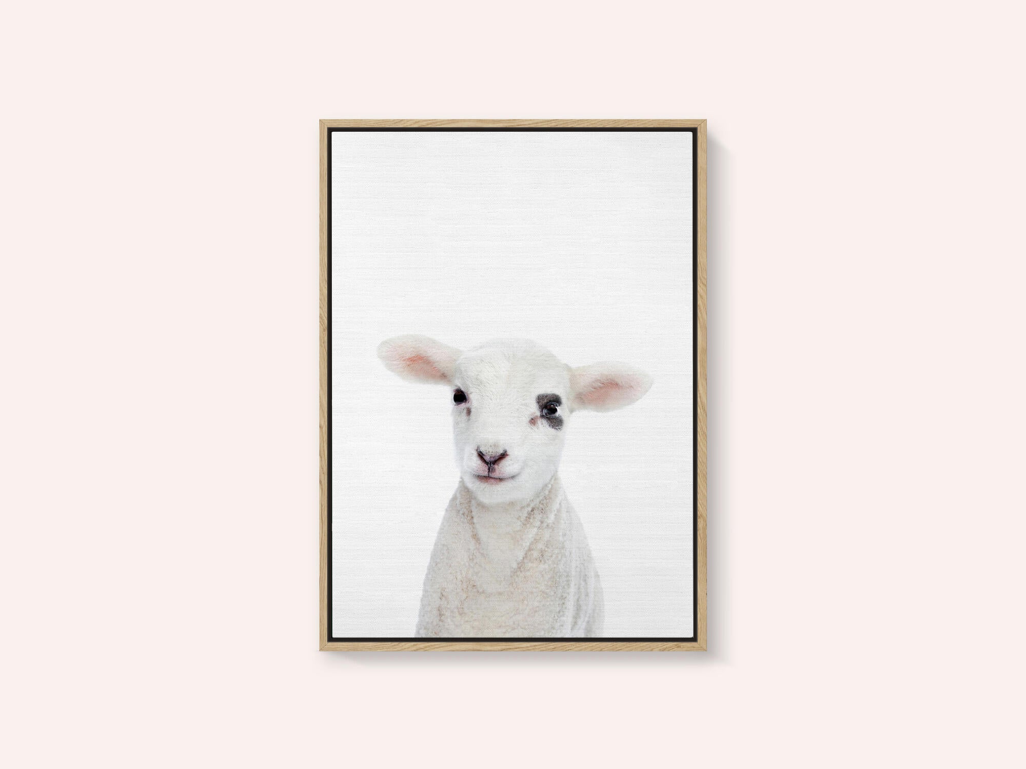 Baby Lamb
