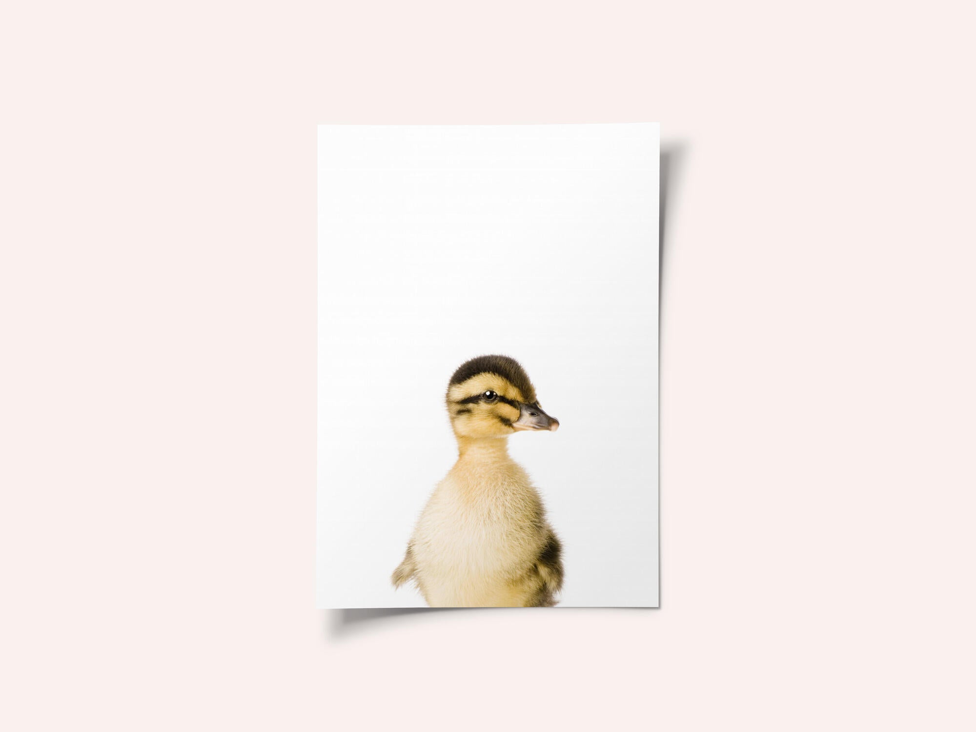 Baby Duck