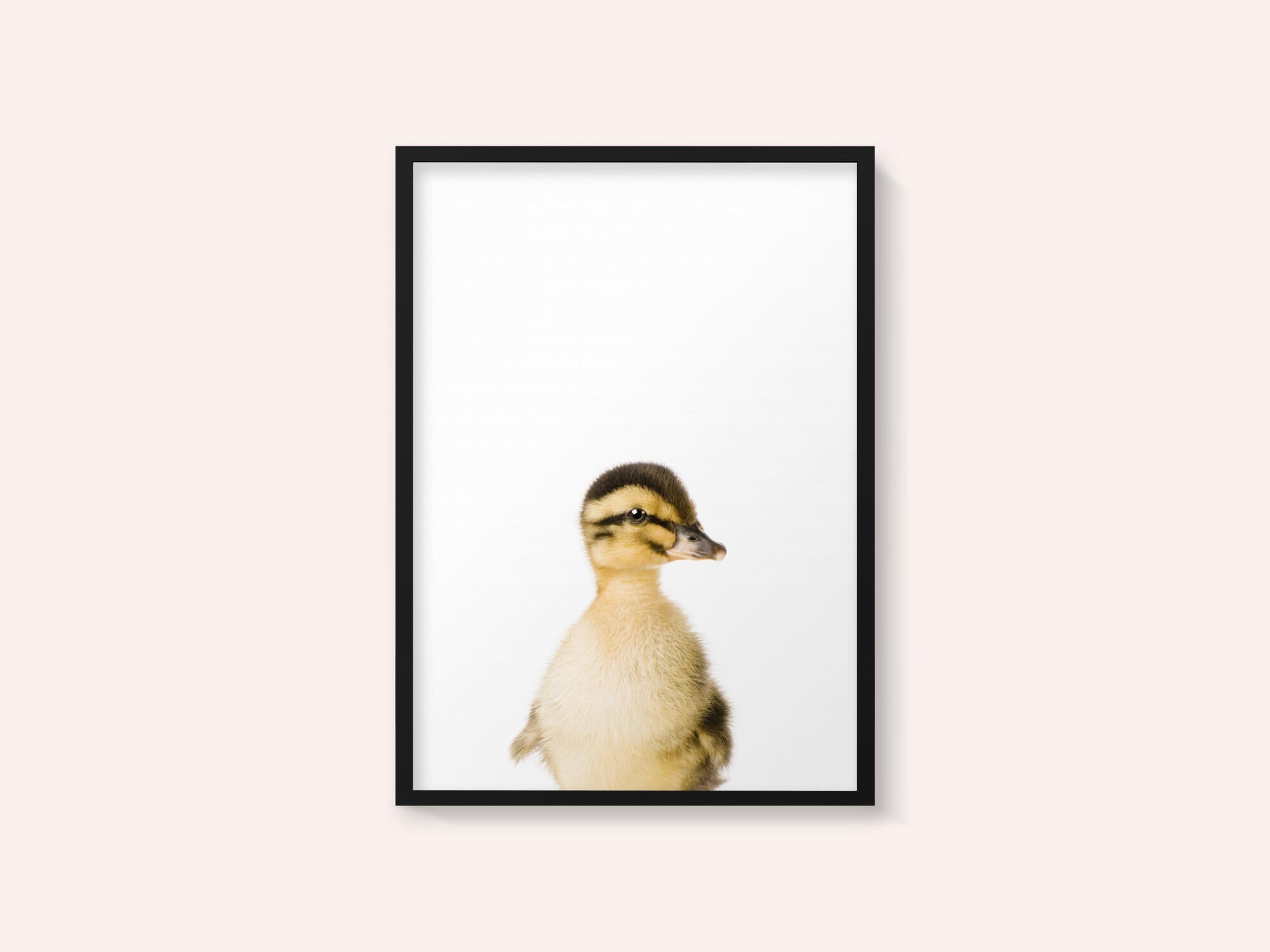 Baby Duck