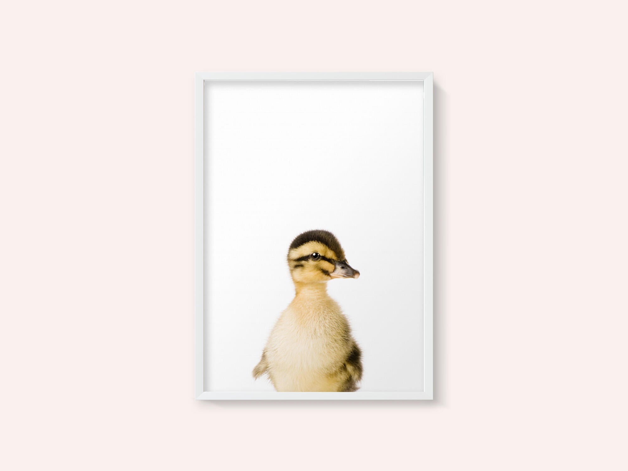 Baby Duck