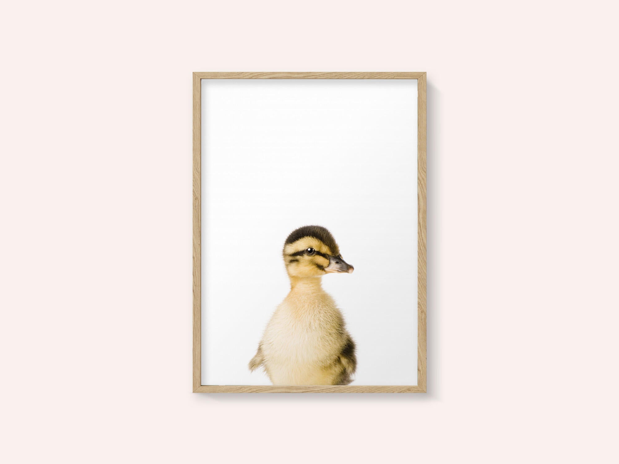 Baby Duck