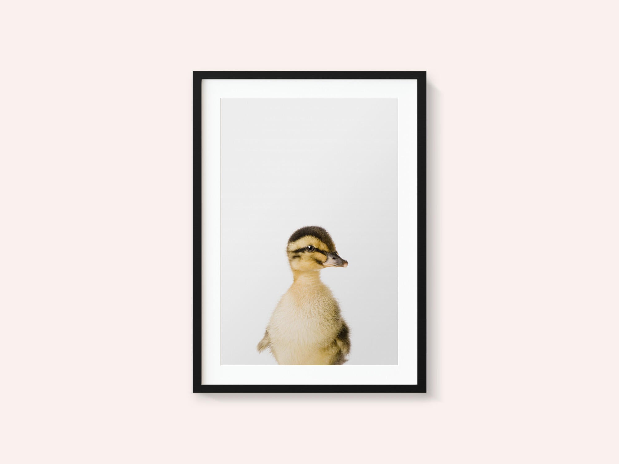 Baby Duck