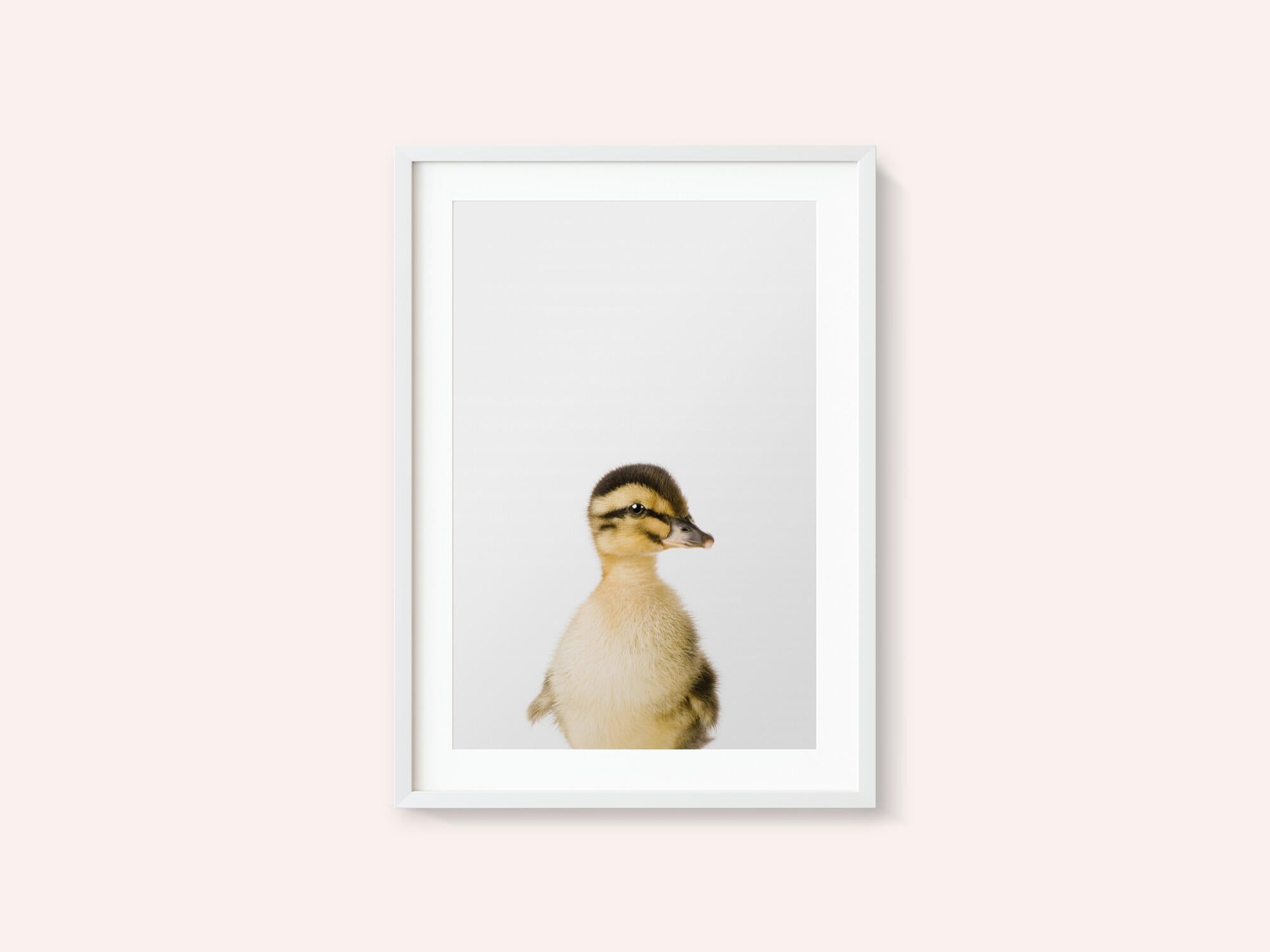 Baby Duck