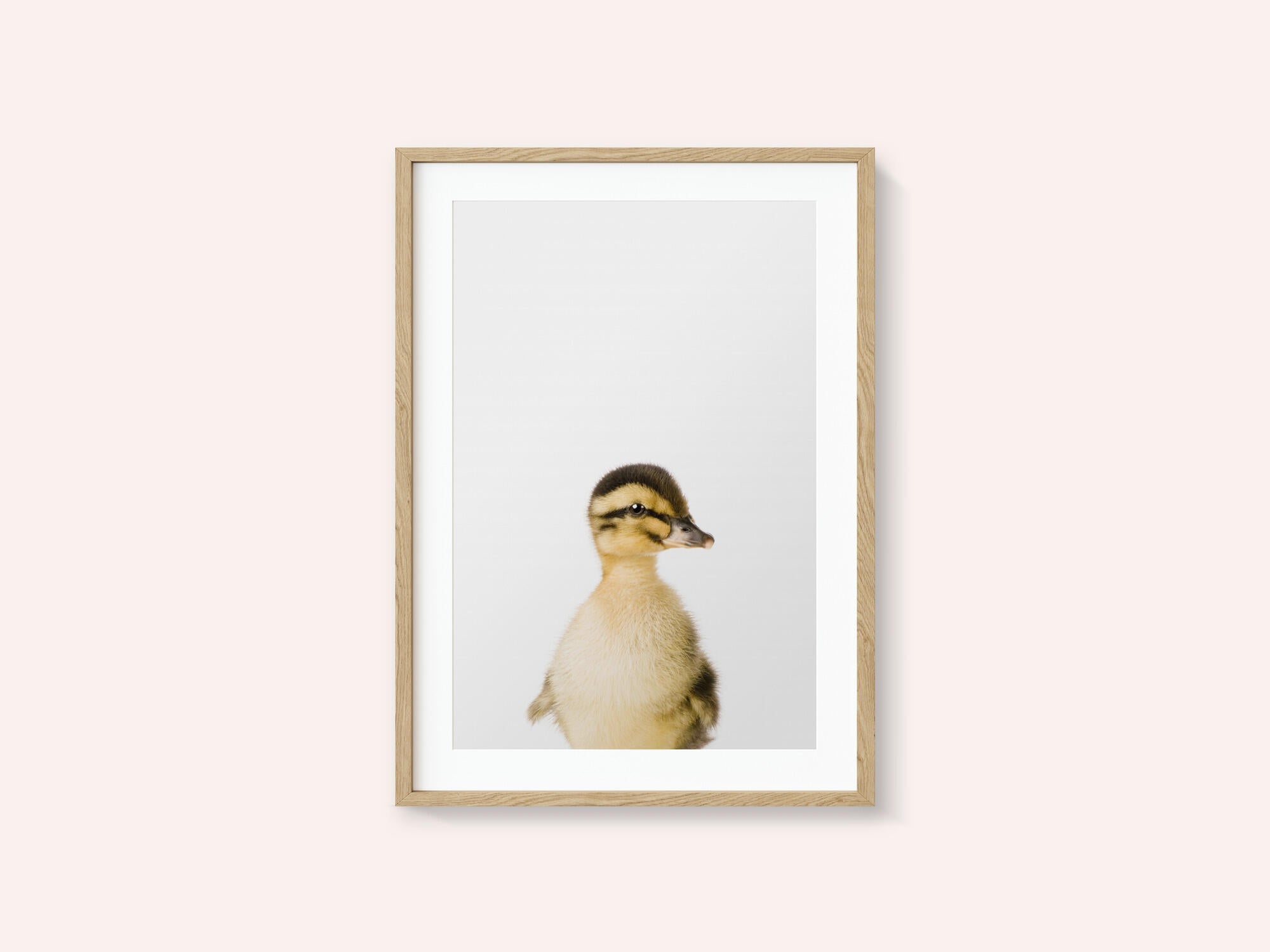 Baby Duck