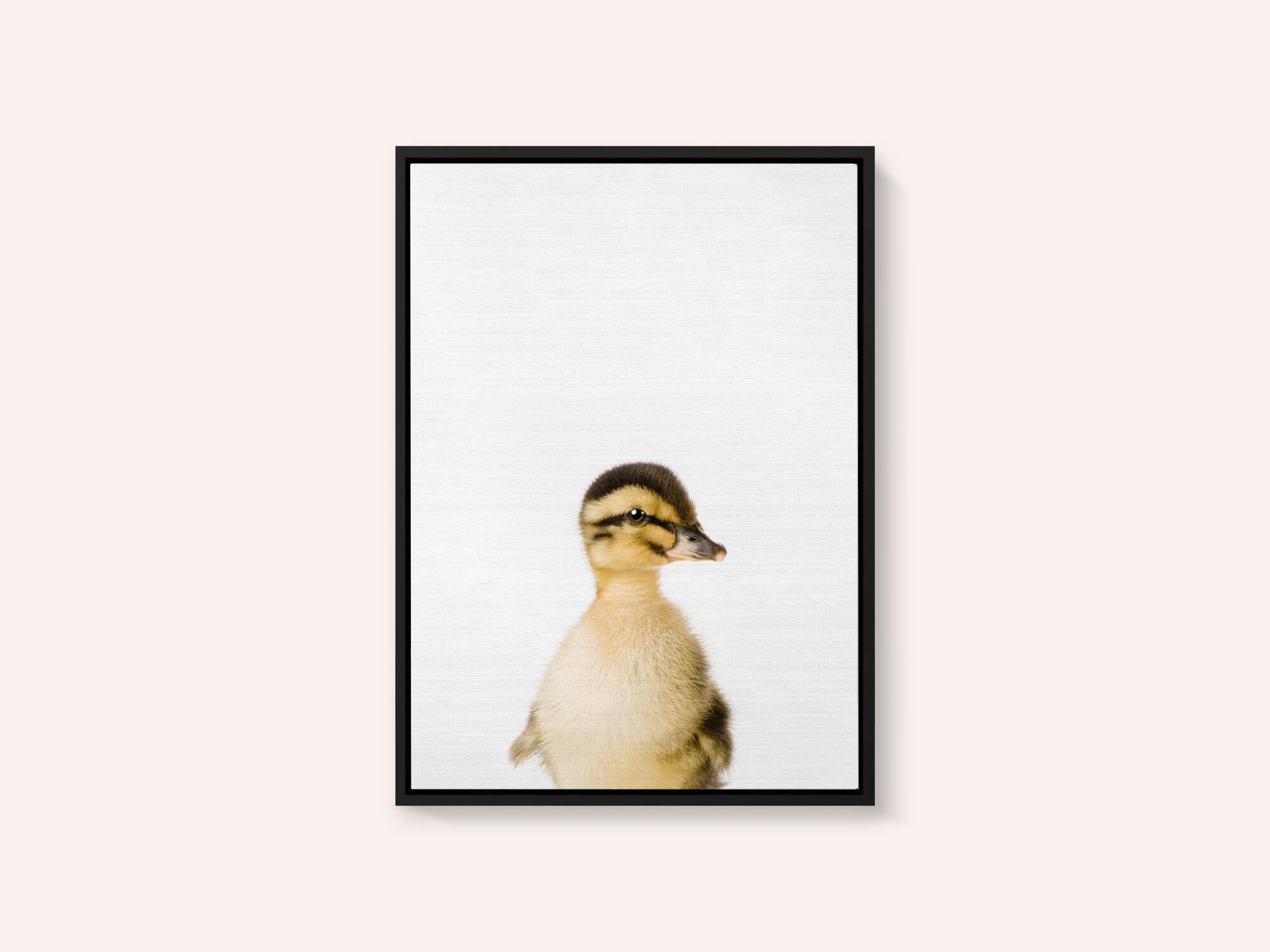 Baby Duck