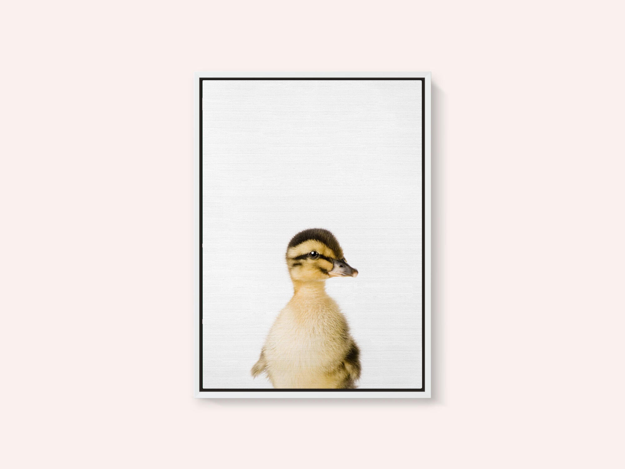 Baby Duck