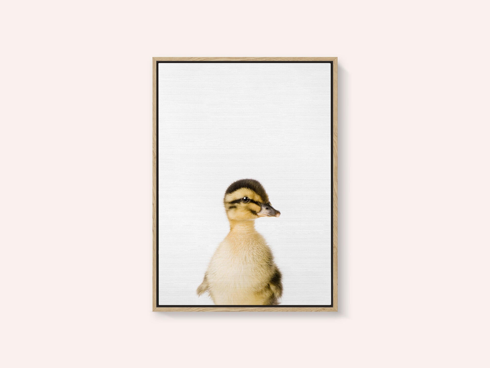 Baby Duck