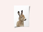 Baby Donkey