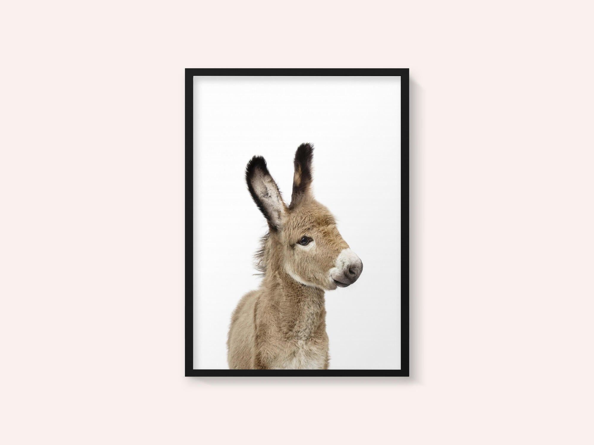 Baby Donkey