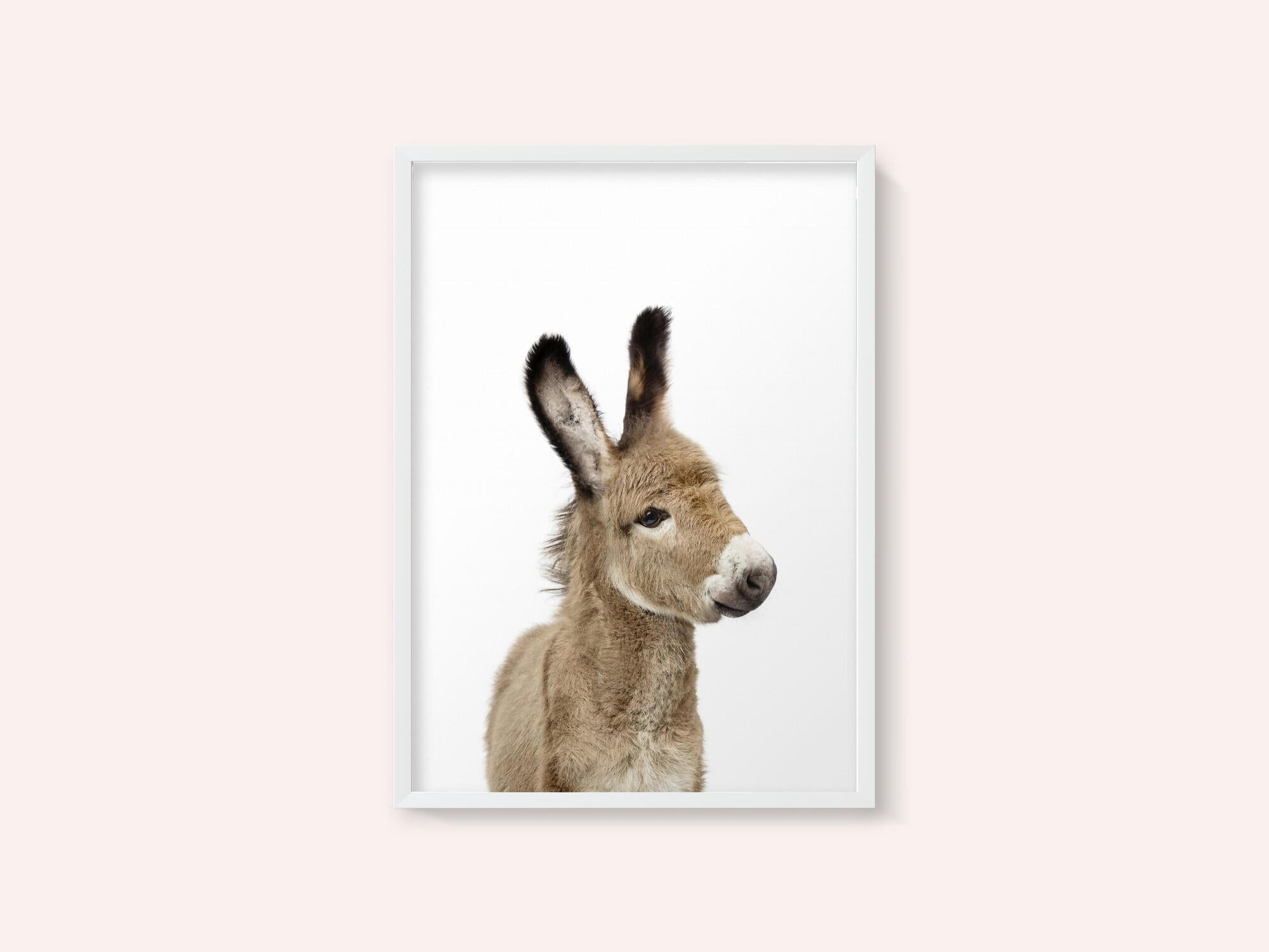 Baby Donkey