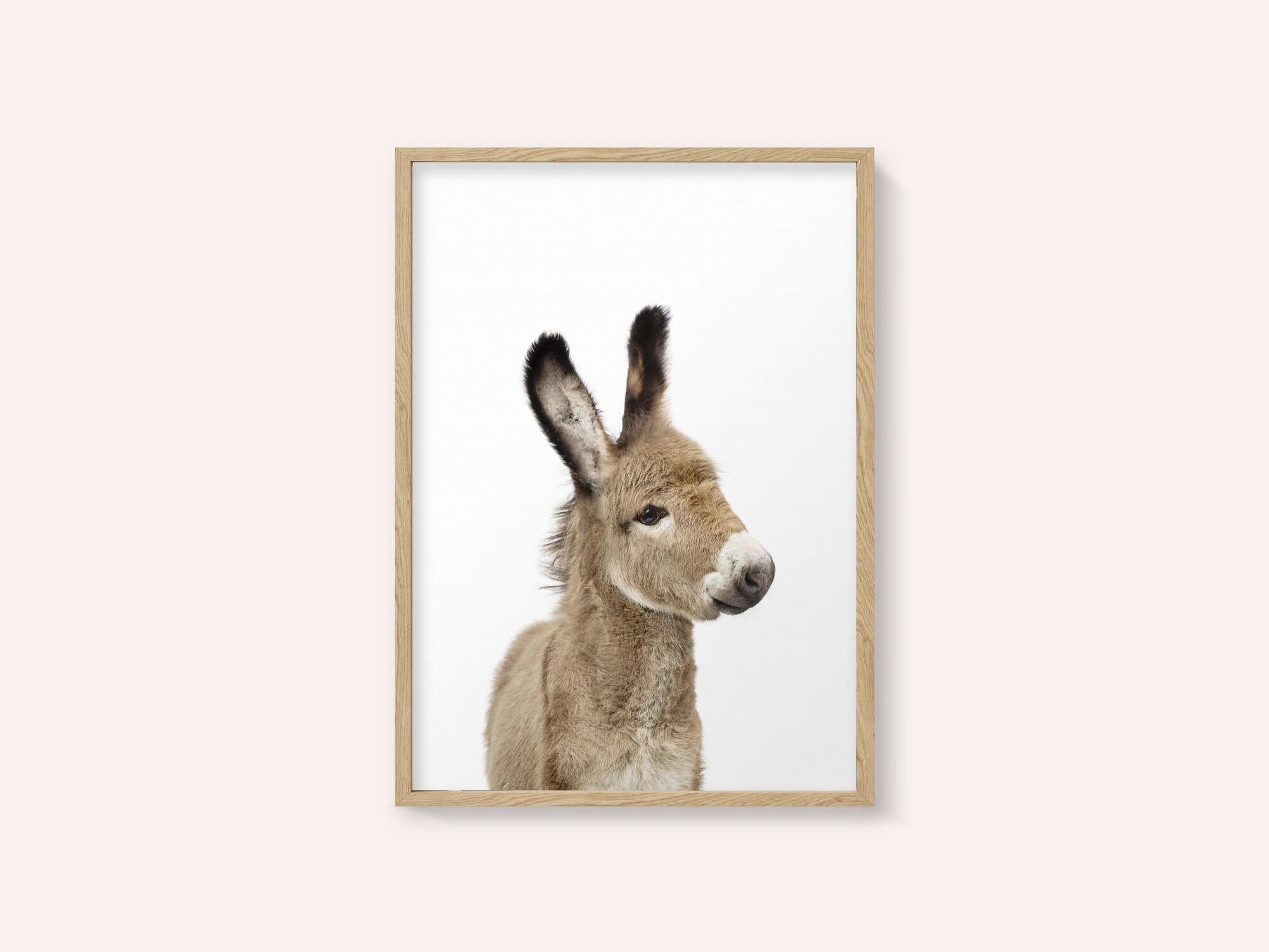 Baby Donkey