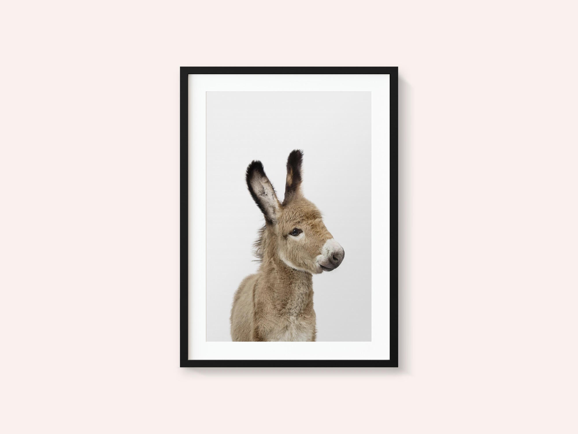 Baby Donkey