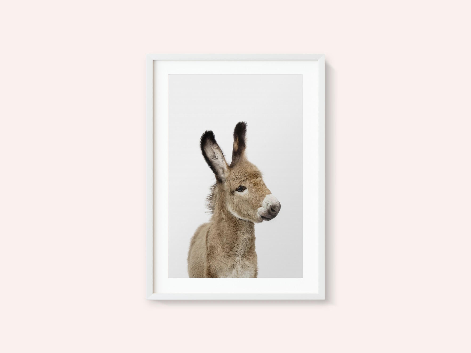 Baby Donkey