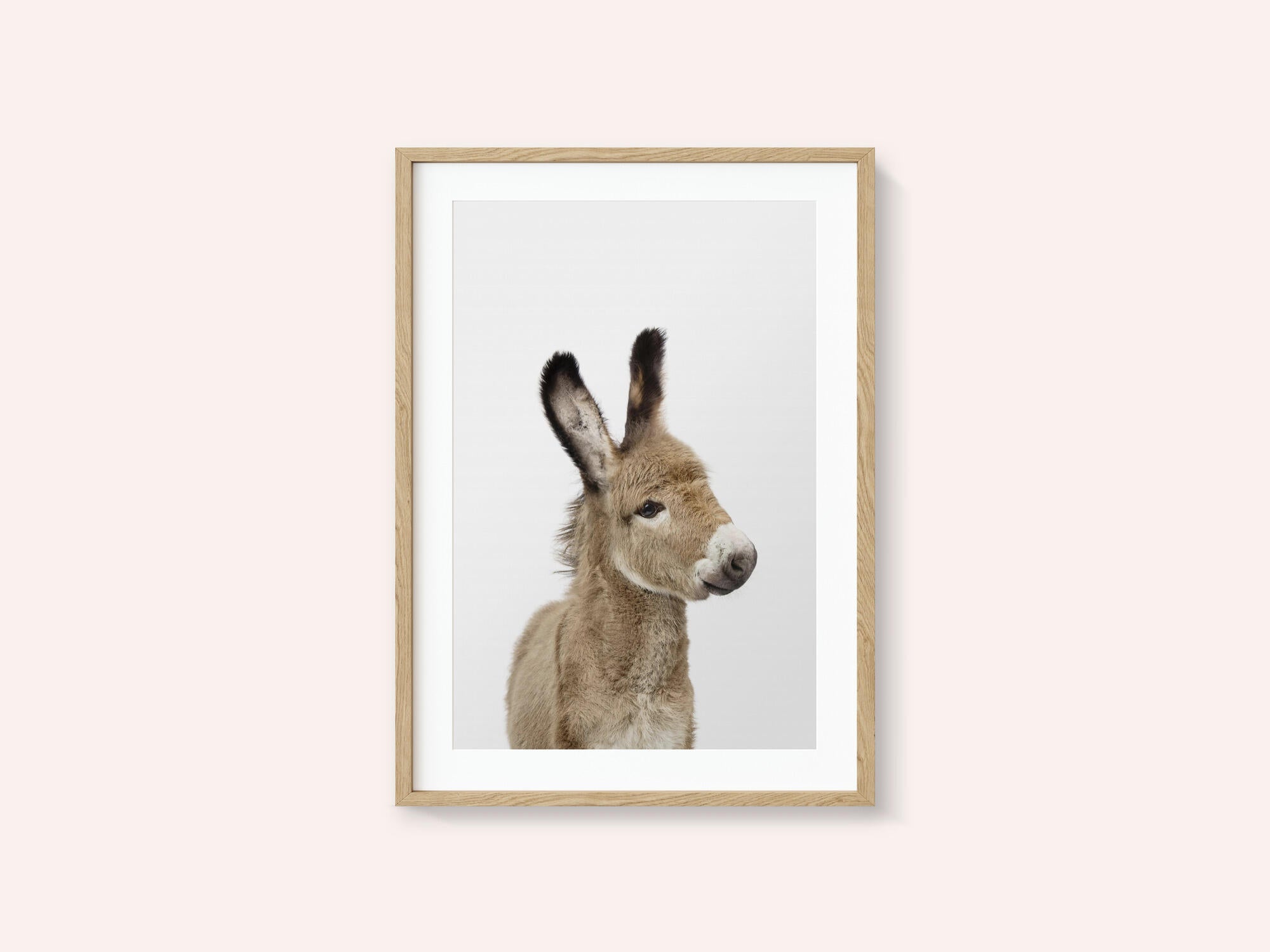 Baby Donkey
