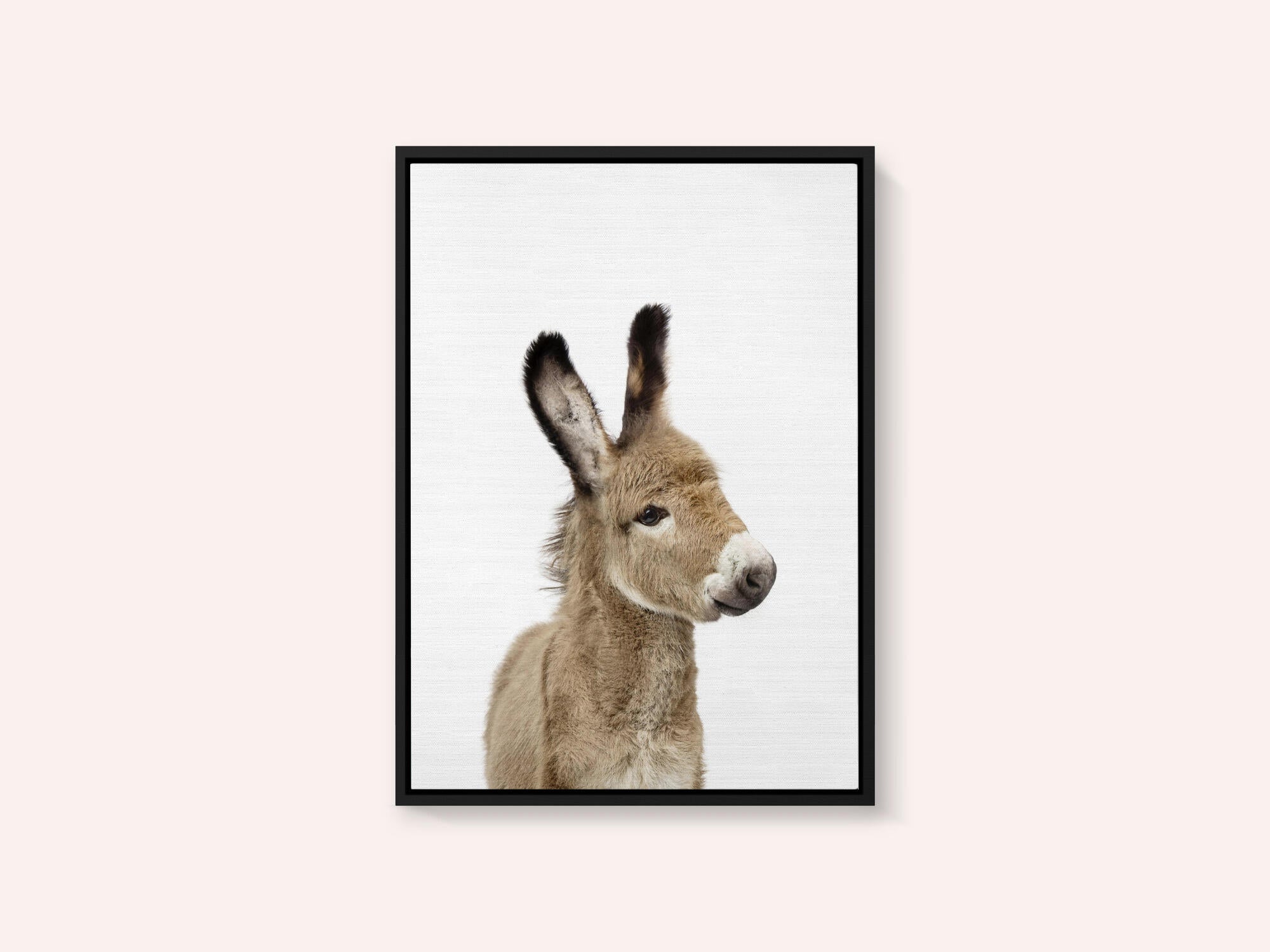 Baby Donkey