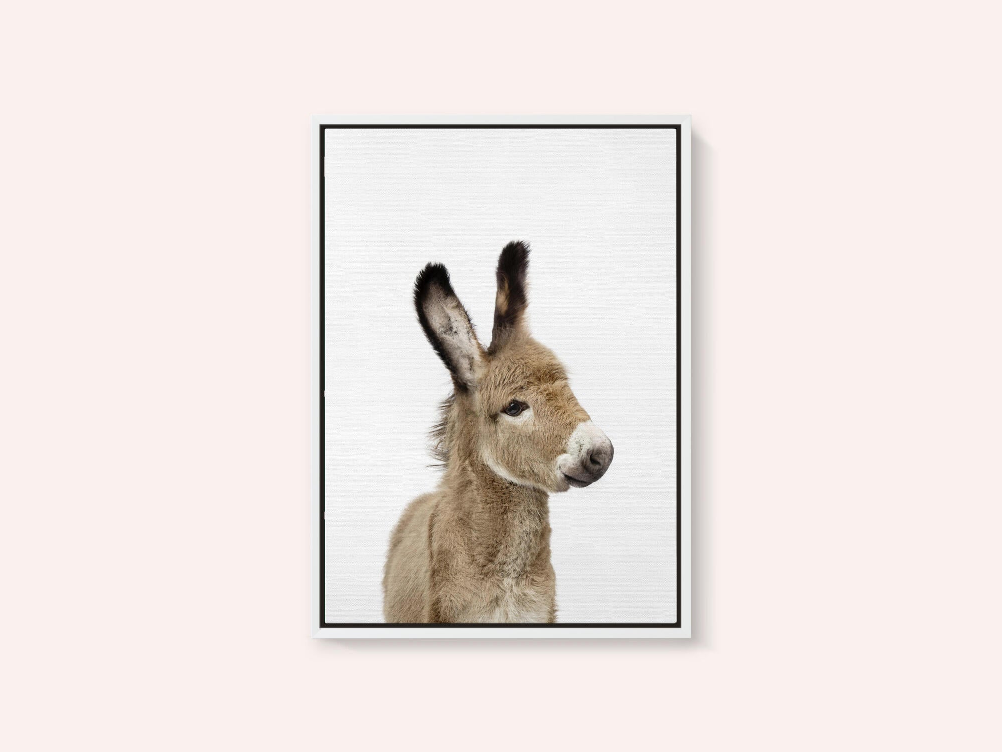 Baby Donkey