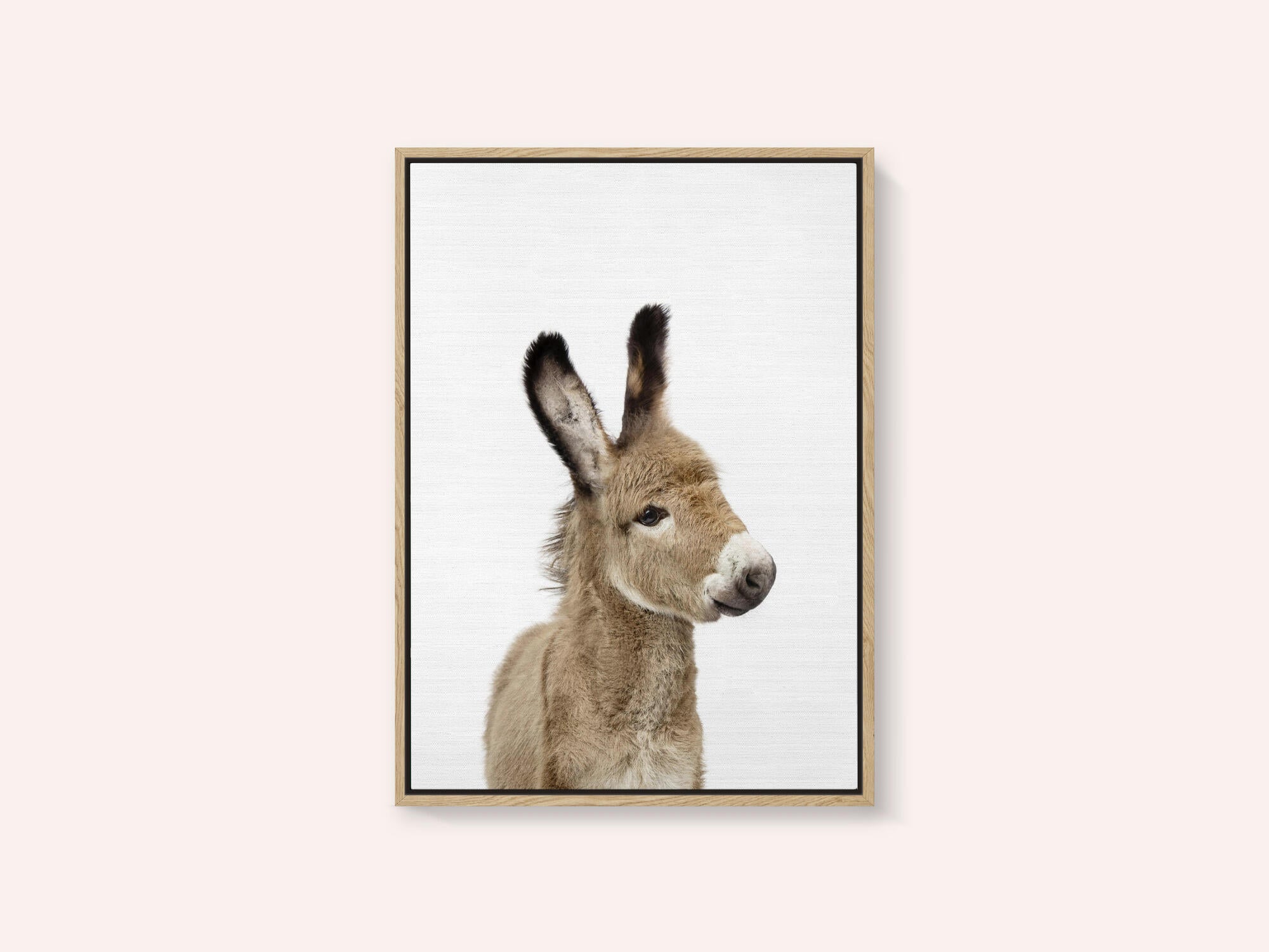 Baby Donkey