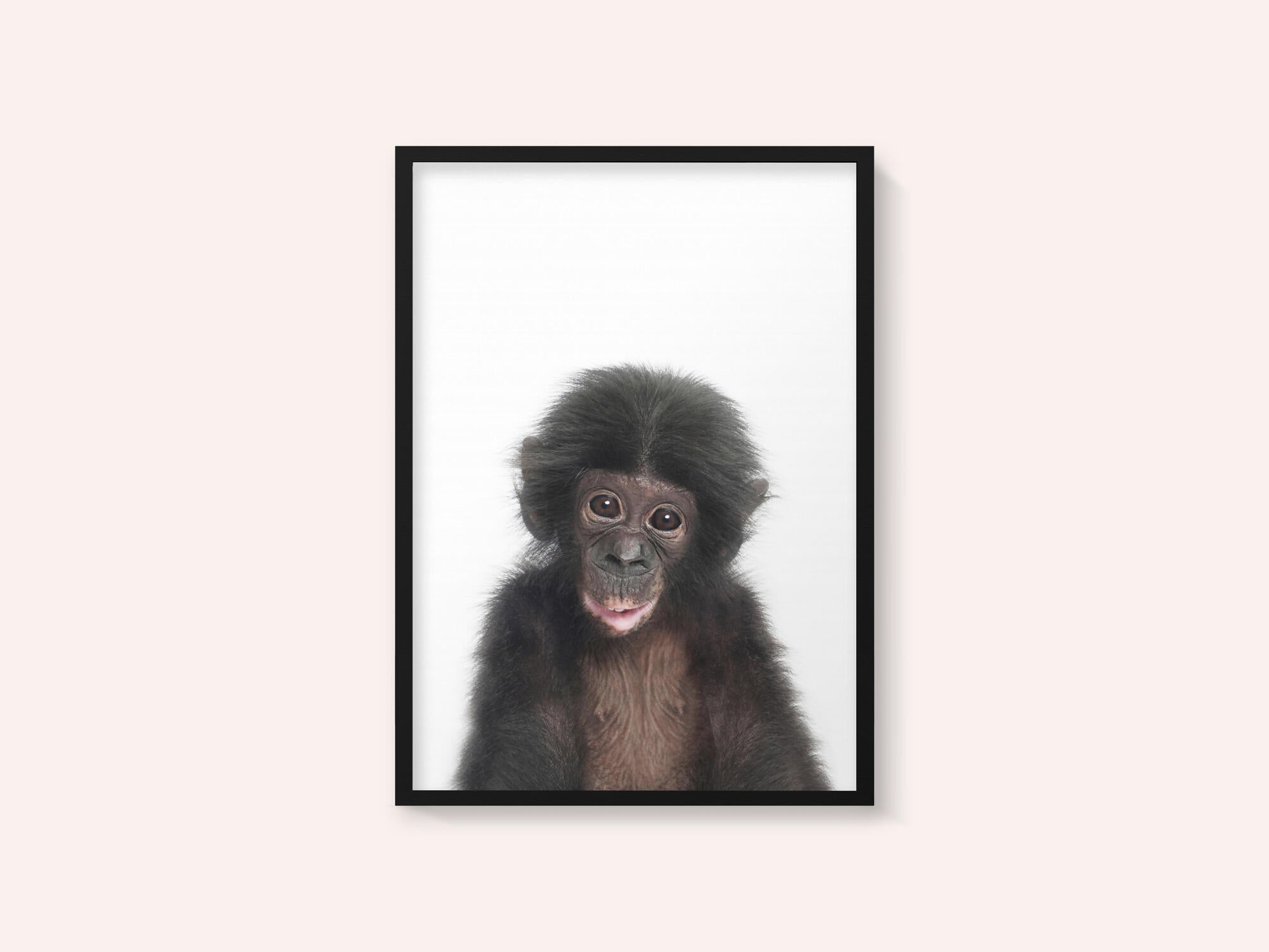 Baby Monkey