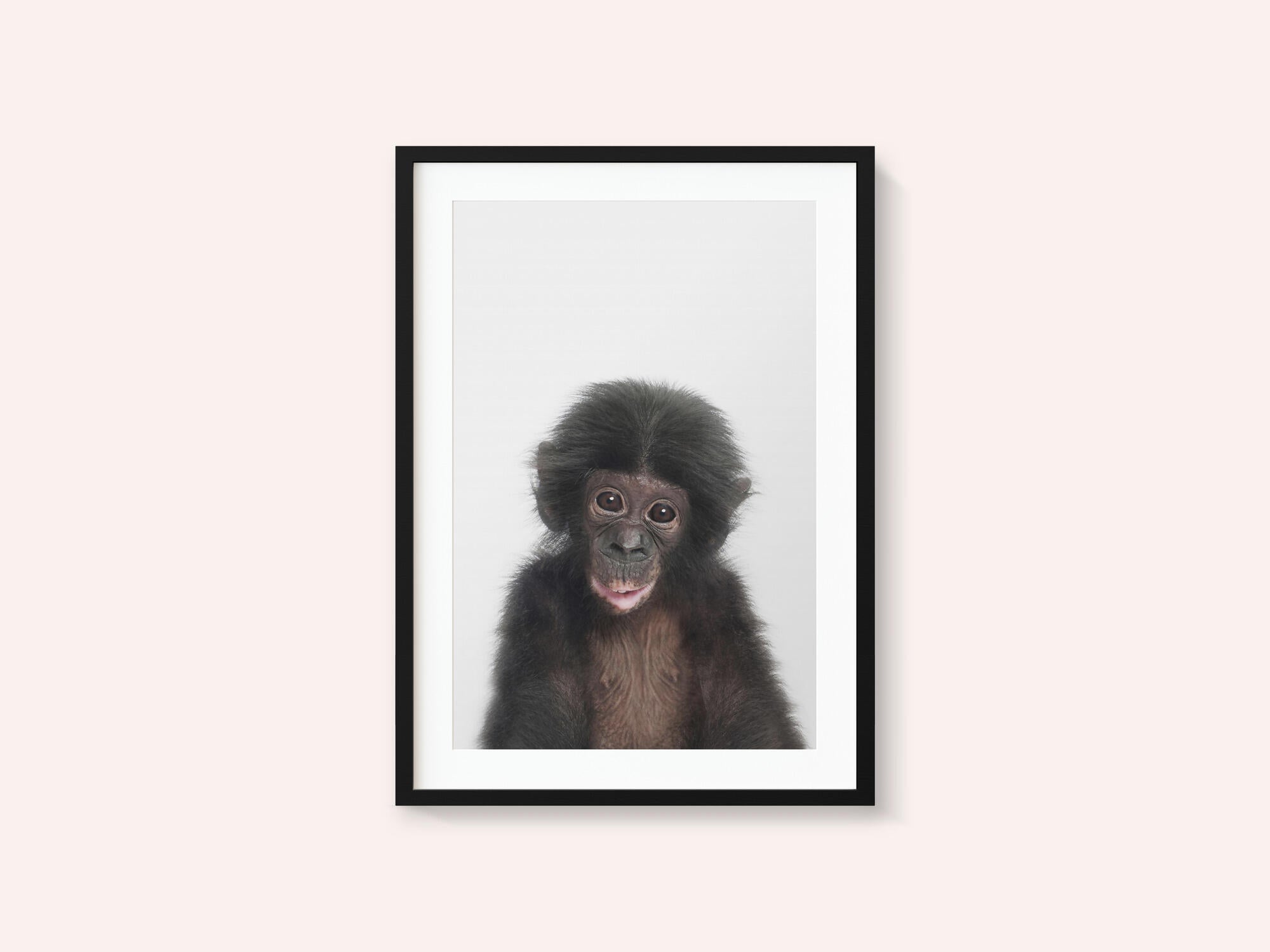 Baby Monkey