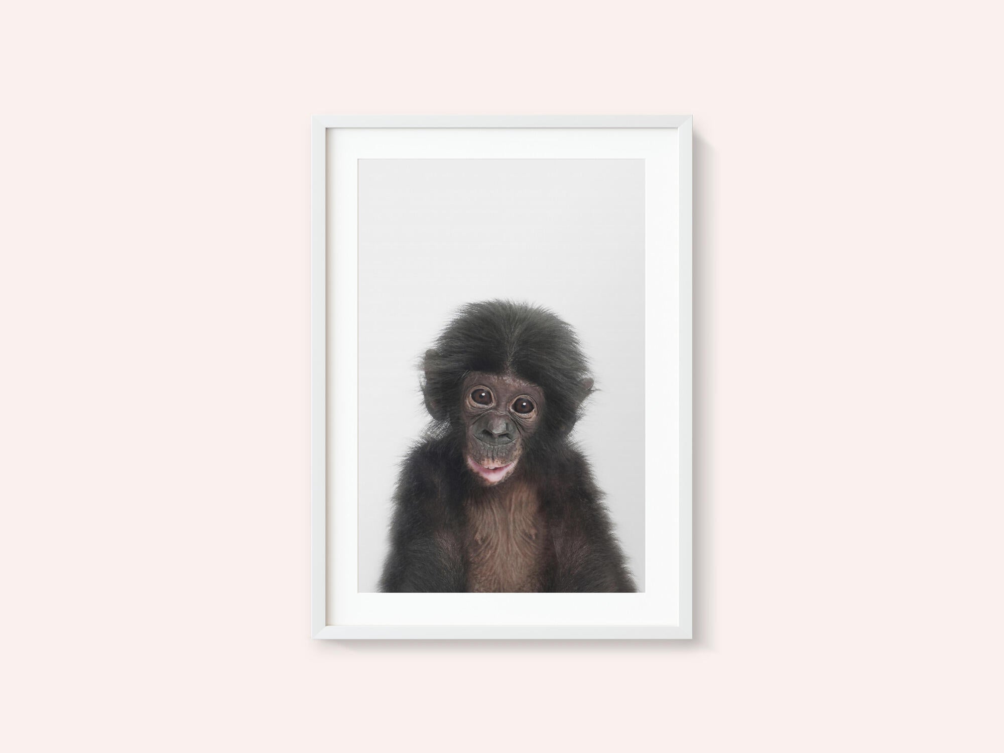 Baby Monkey