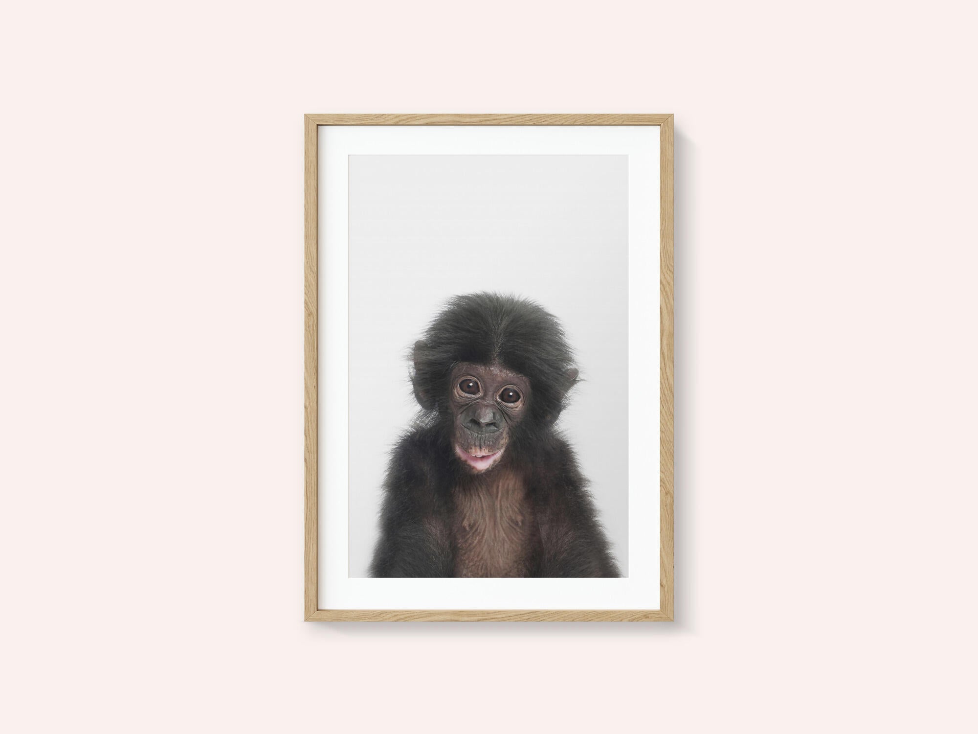 Baby Monkey