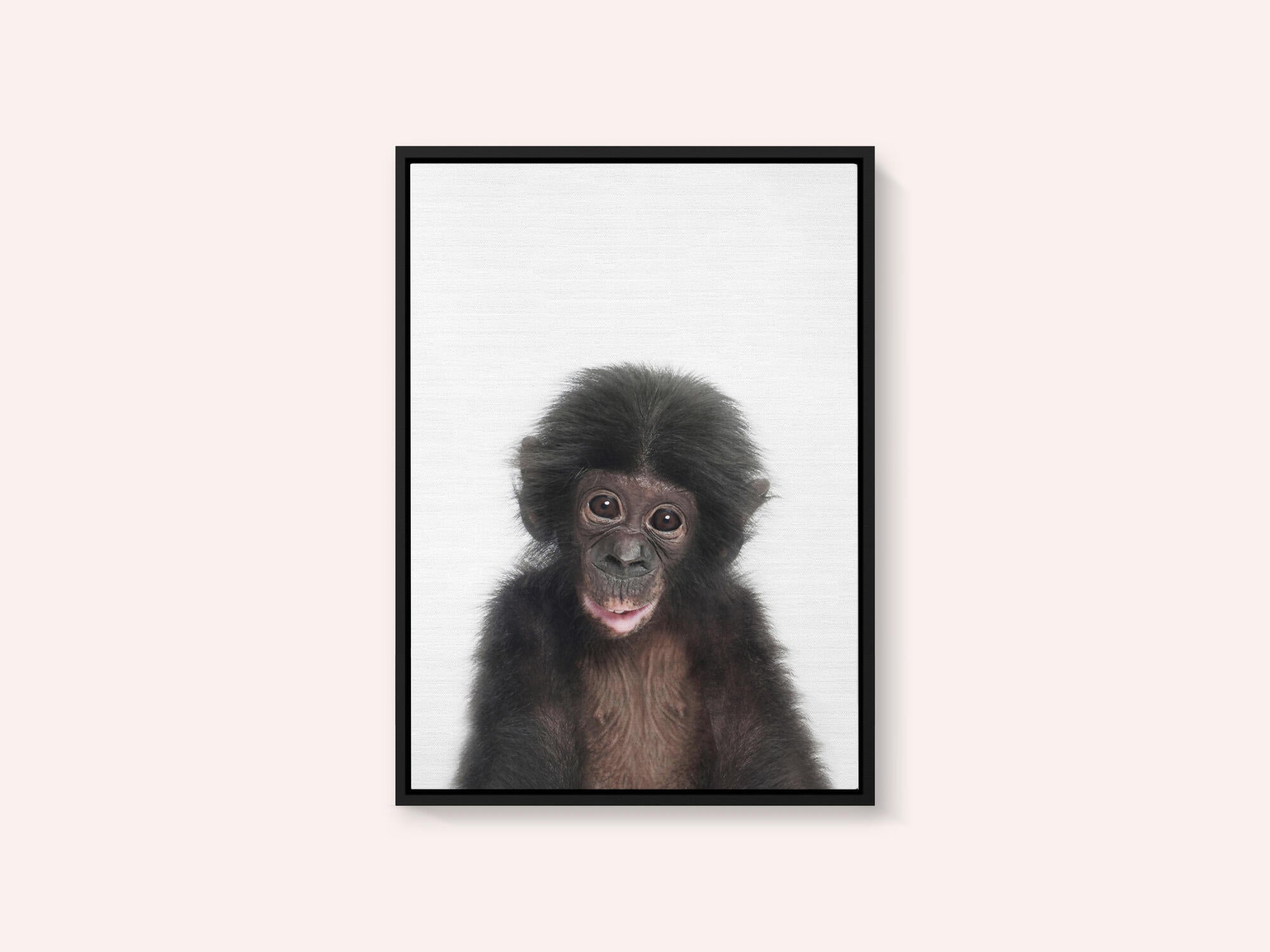 Baby Monkey