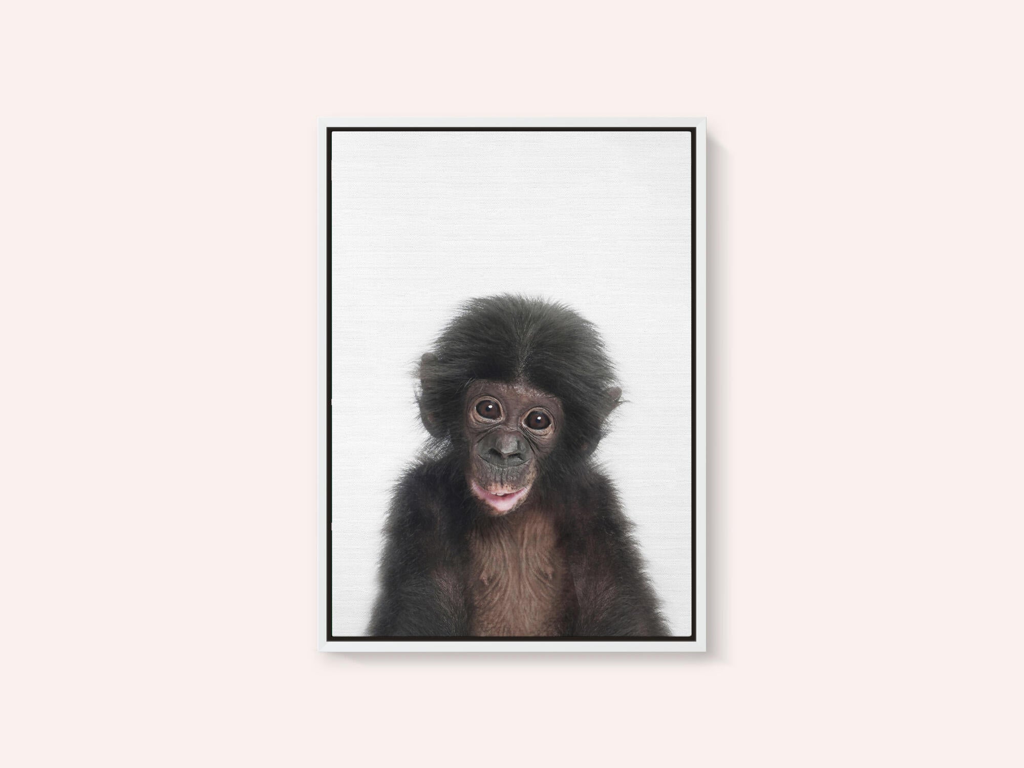Baby Monkey