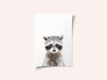 Baby Racoon