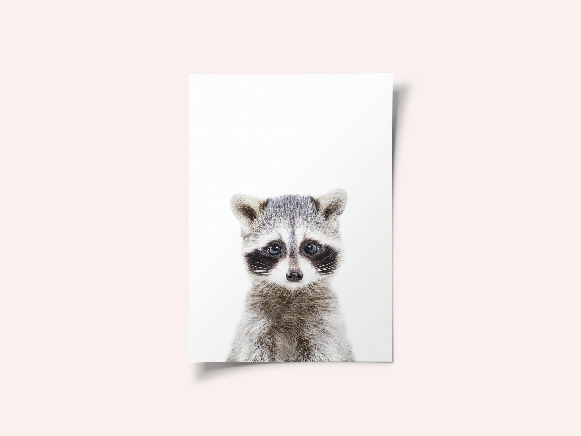 Baby Racoon