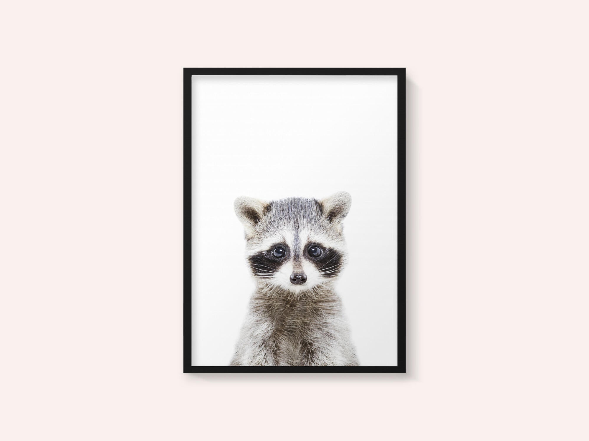Baby Racoon