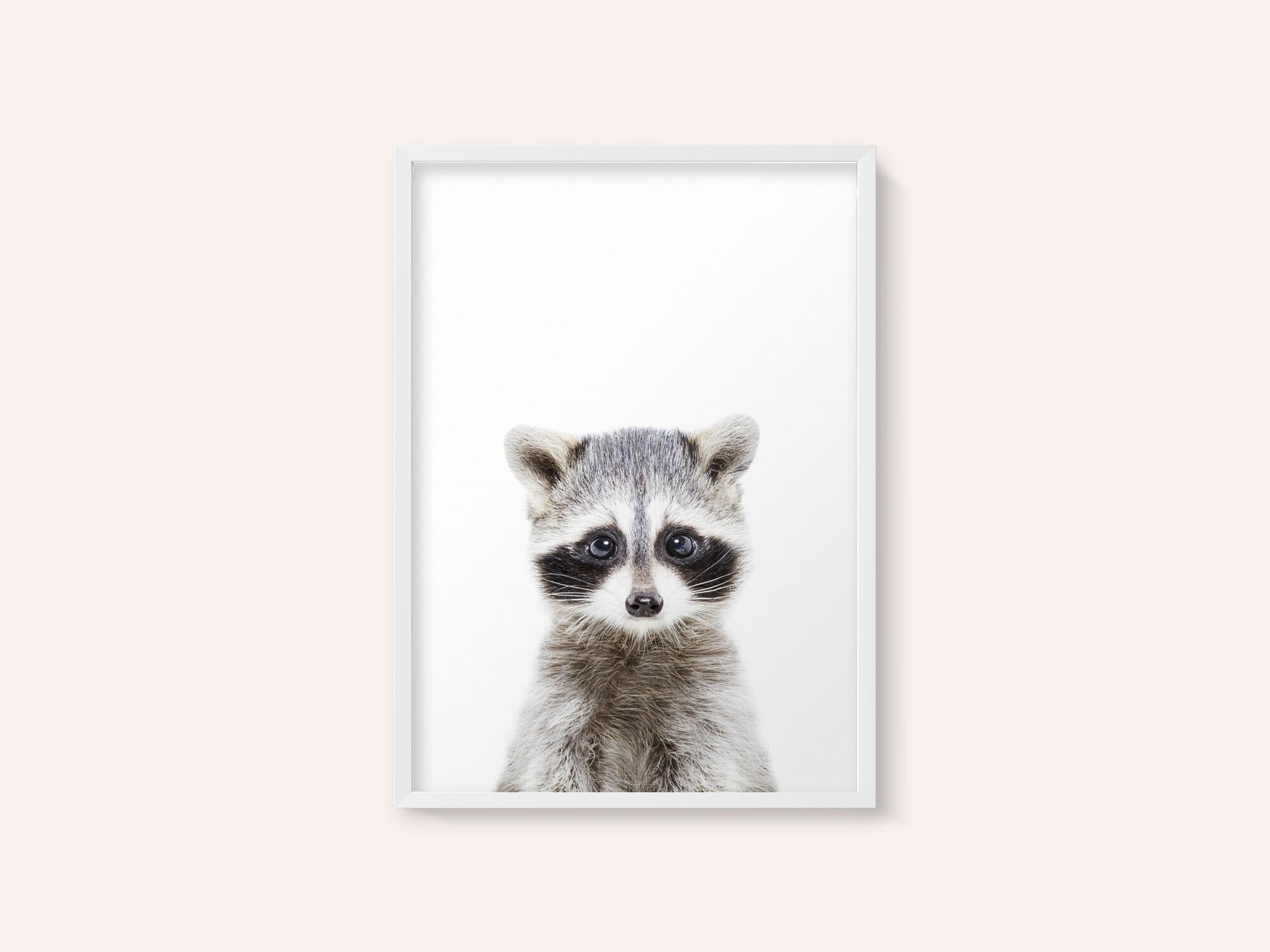 Baby Racoon